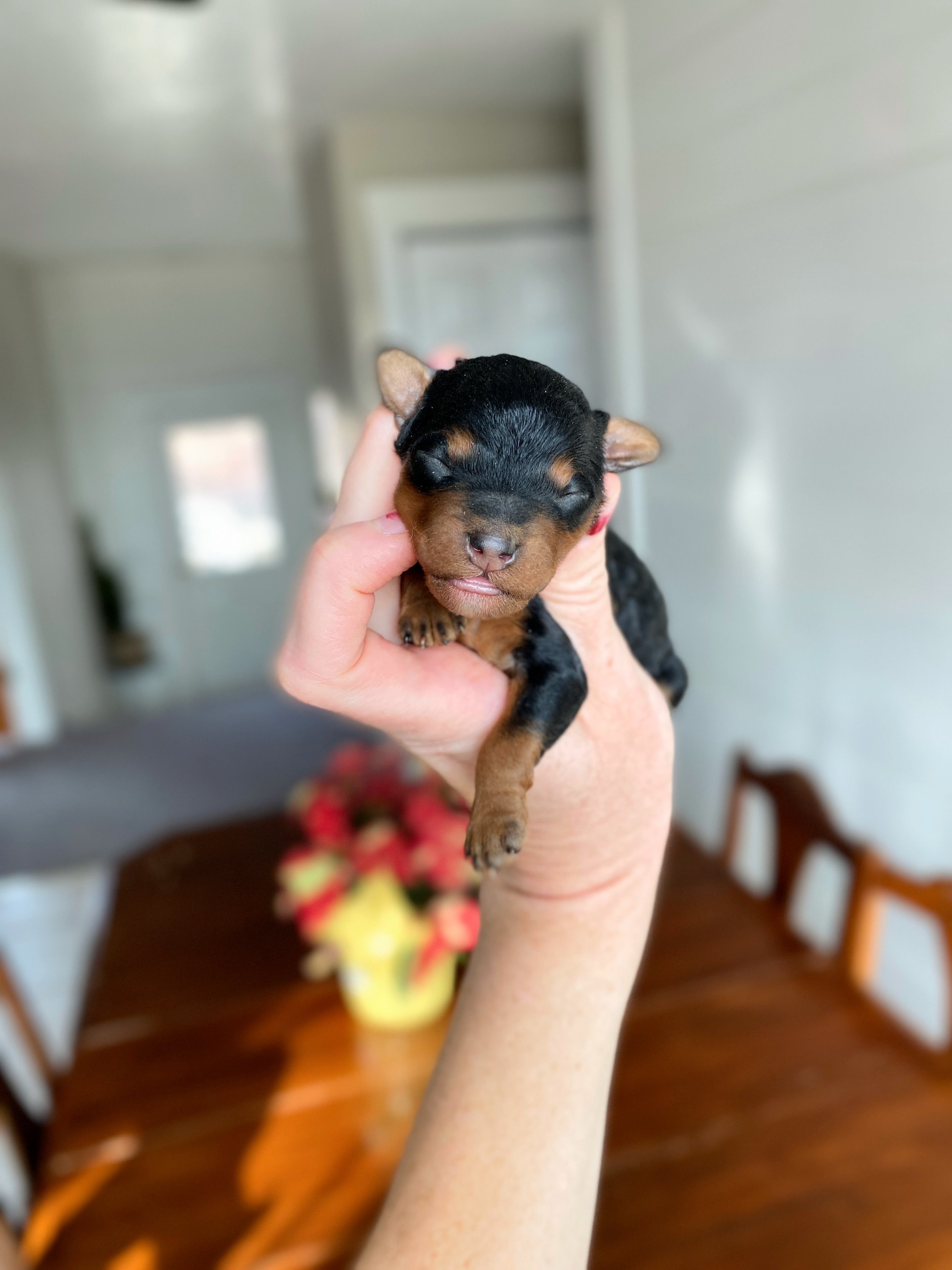 mini phantom bernedoodle