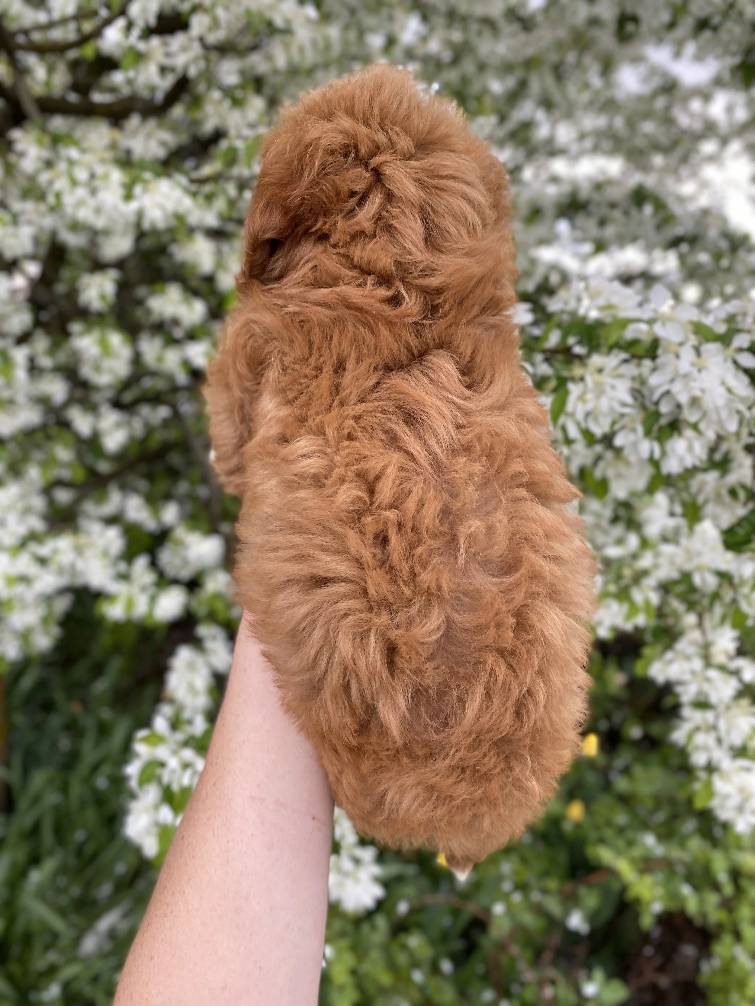 red mini bernedoodle