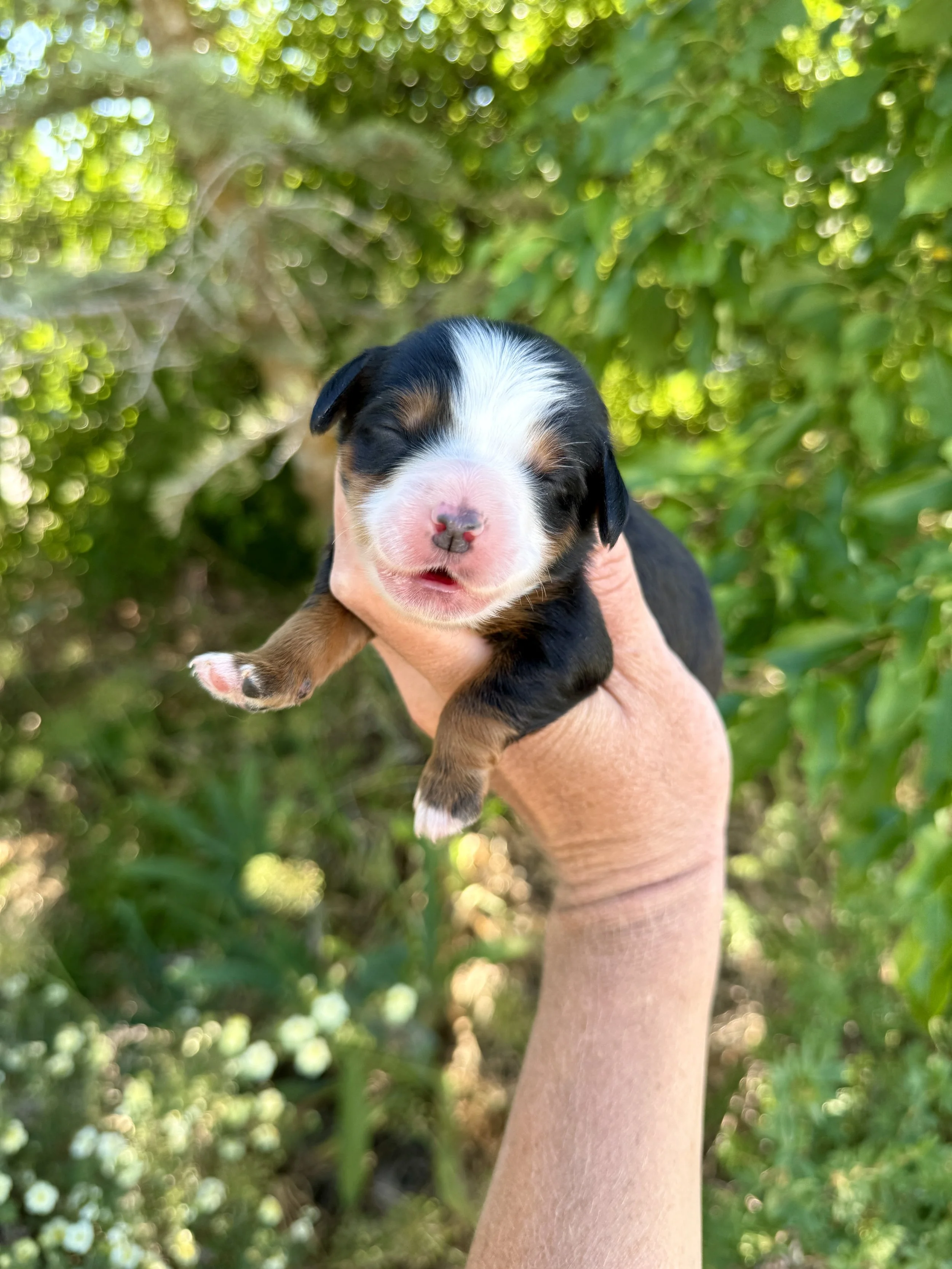 mini tri colored bernedoodle