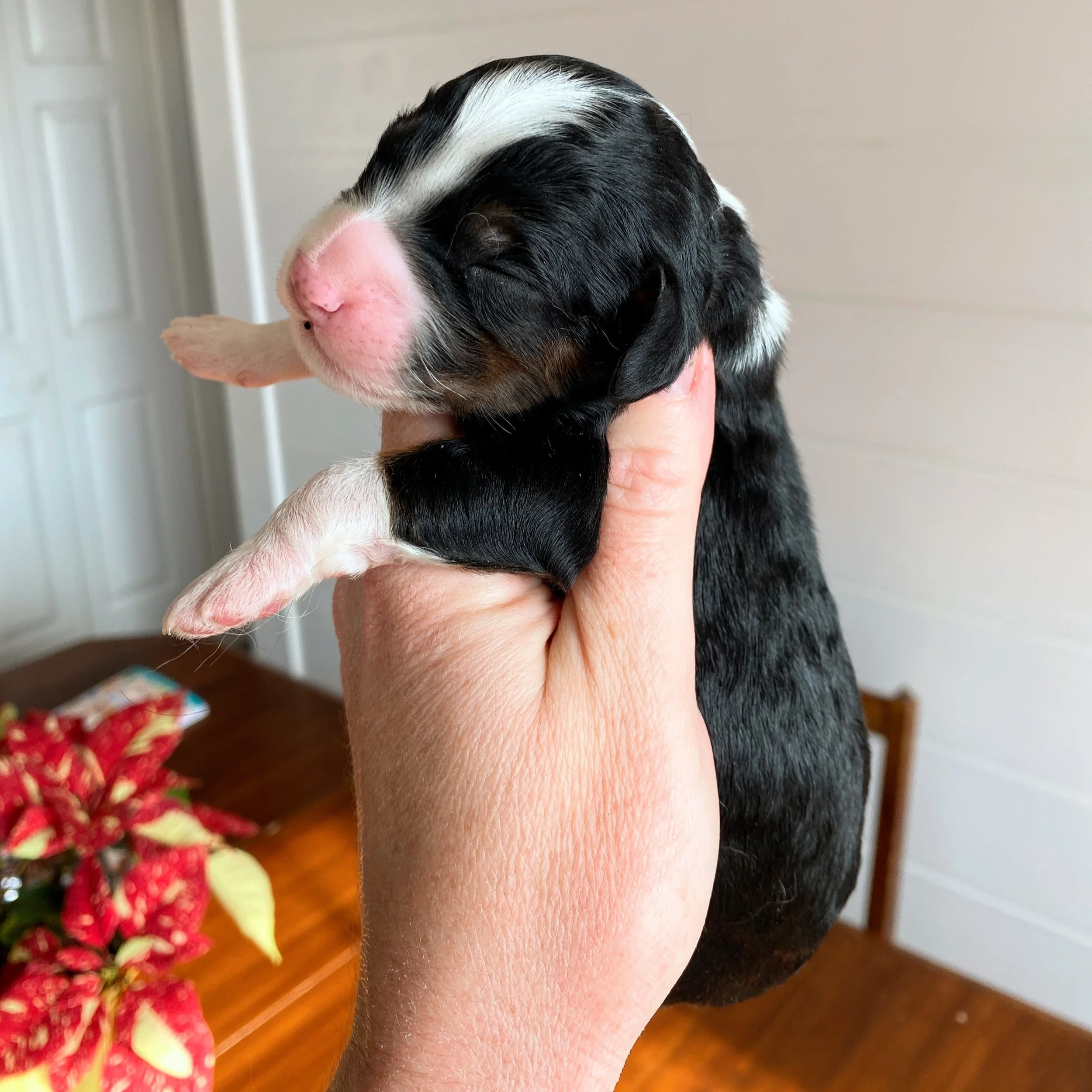 mini tri colored bernedoodle
