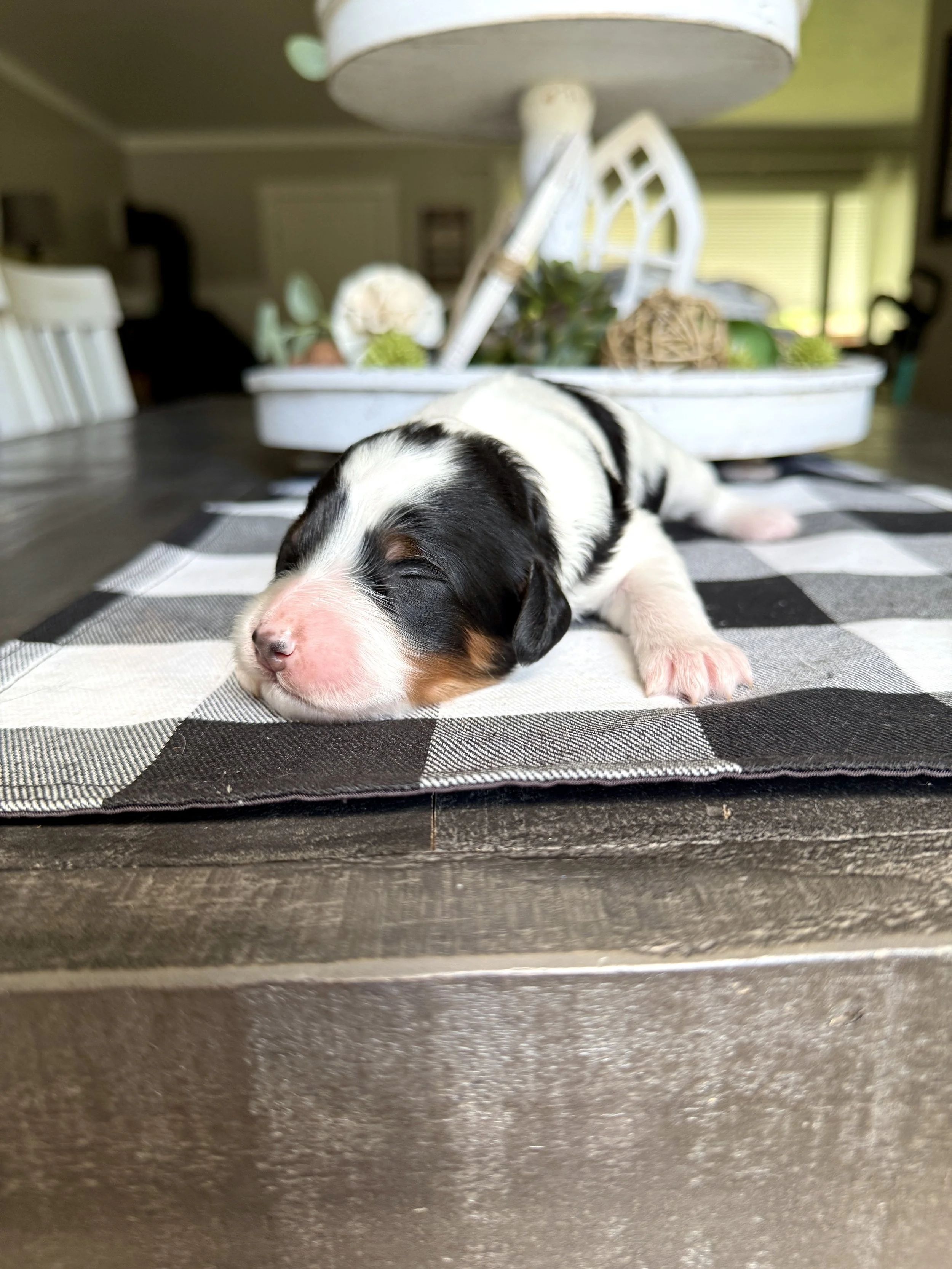 mini parti tri colored bernedoodle