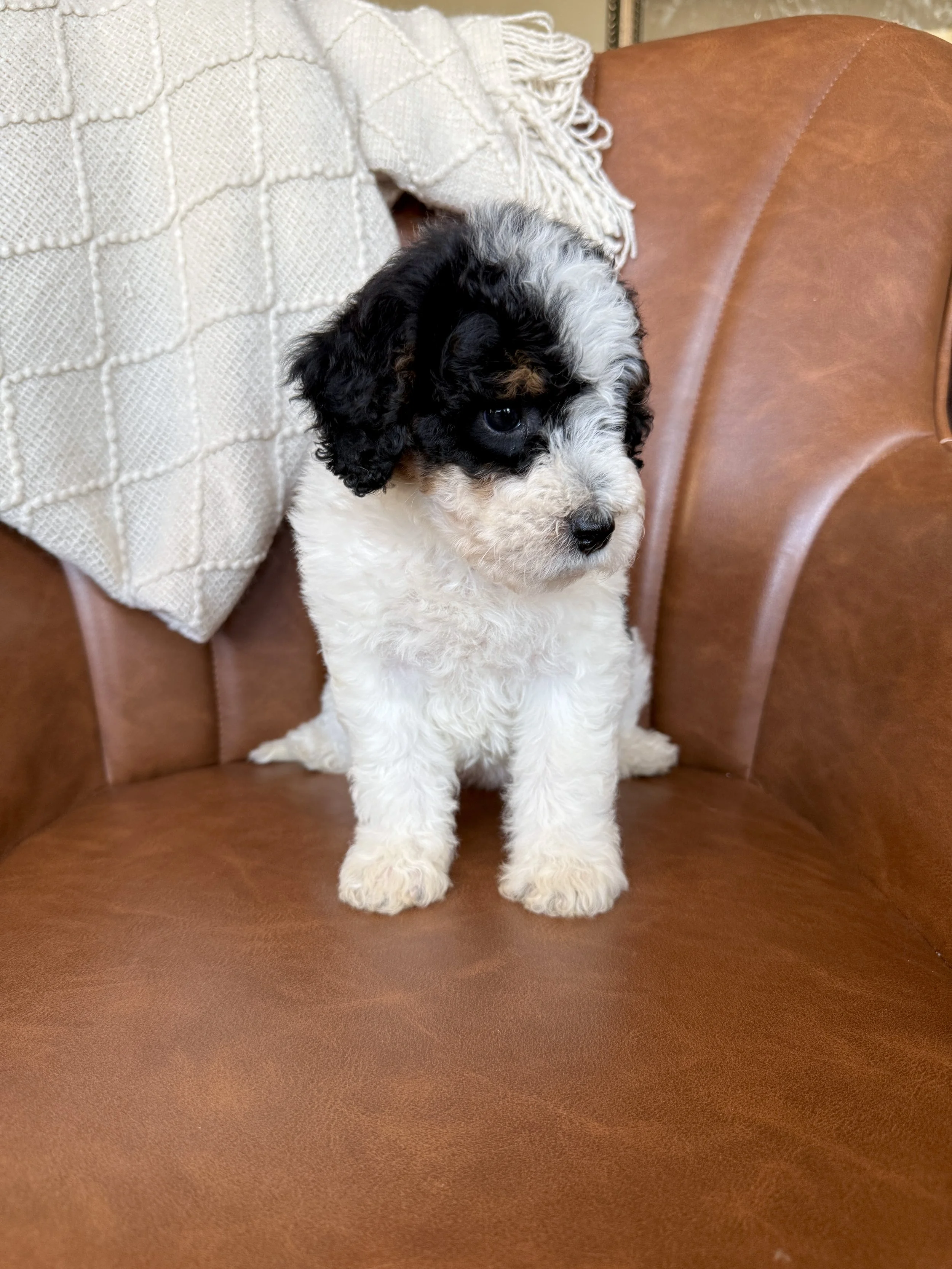 tri colored parti mini bernedoodle