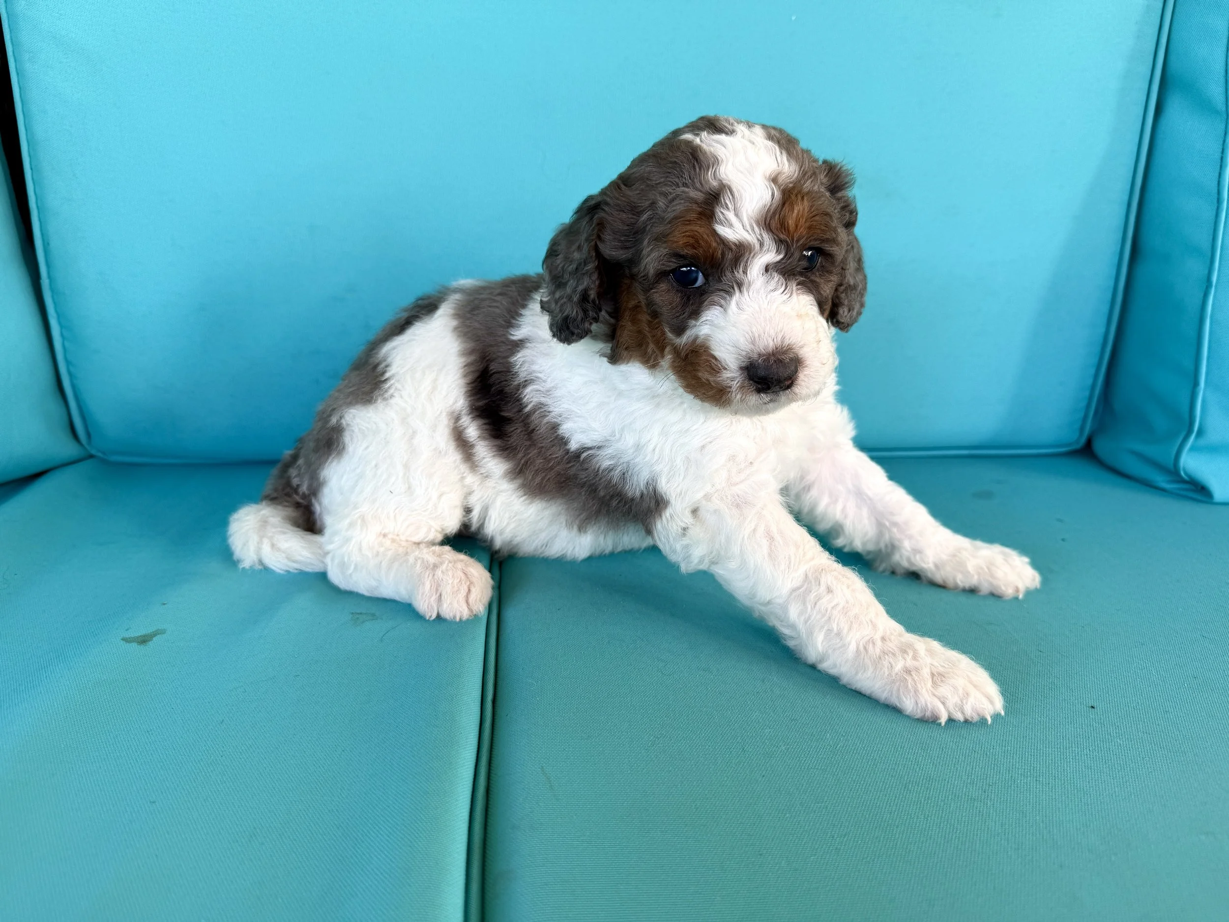 mini tri colored merle parti bernedoodle