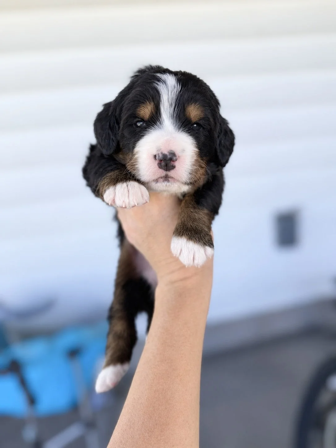 bernese mountain dog puppy