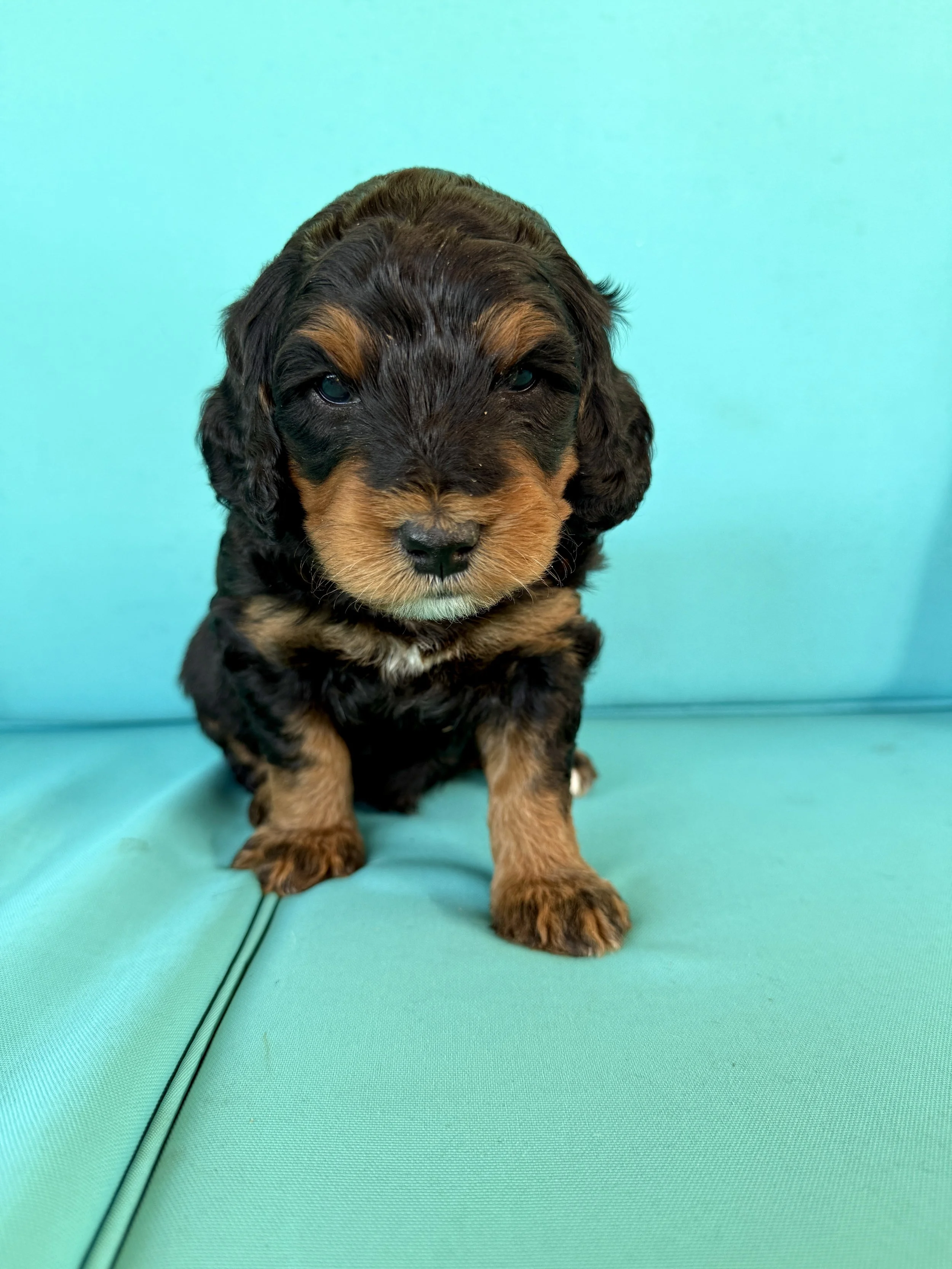 mini phantom bernedoodle