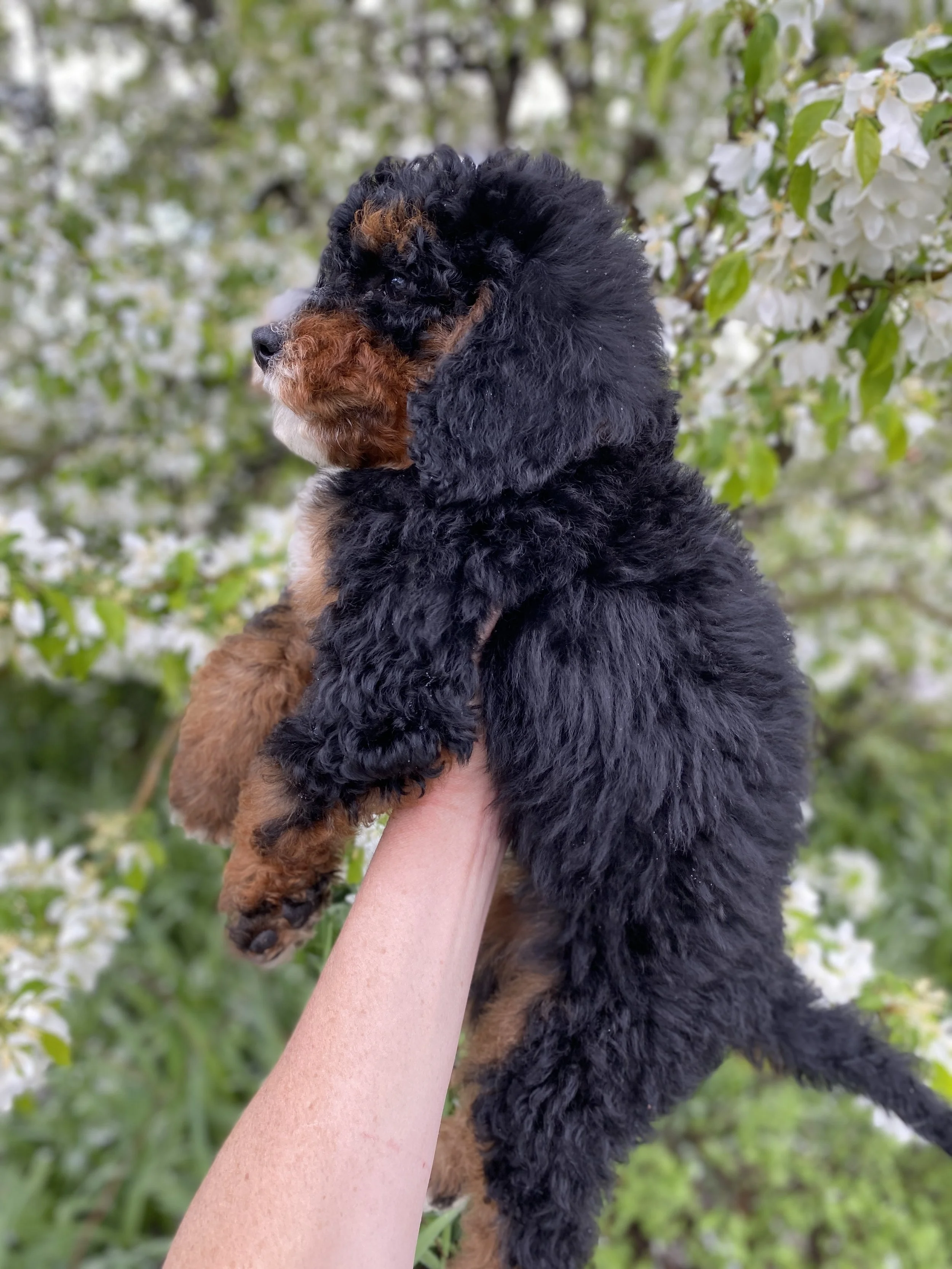 black phantom mini bernedoodle