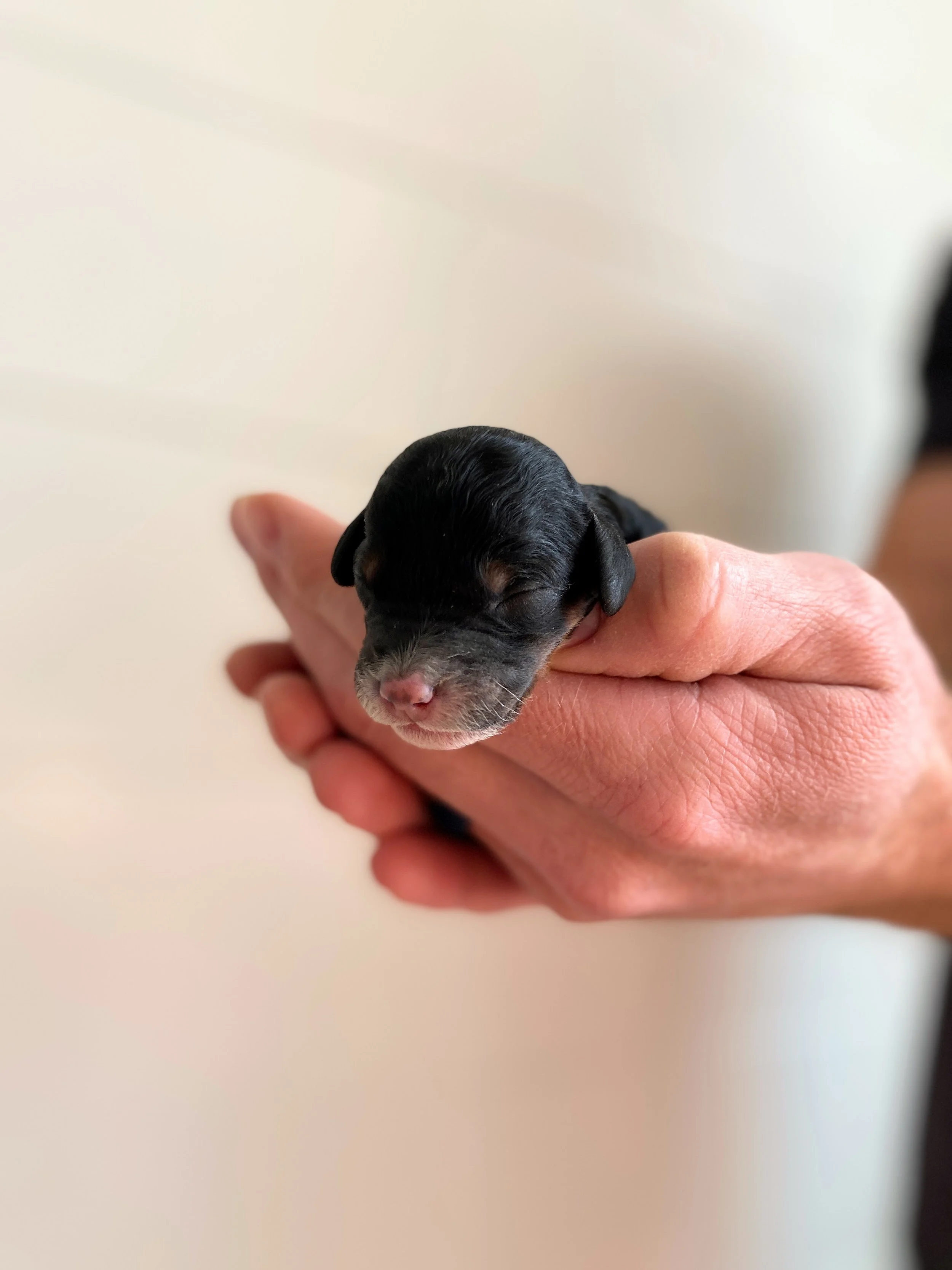 mini phantom bernedoodle