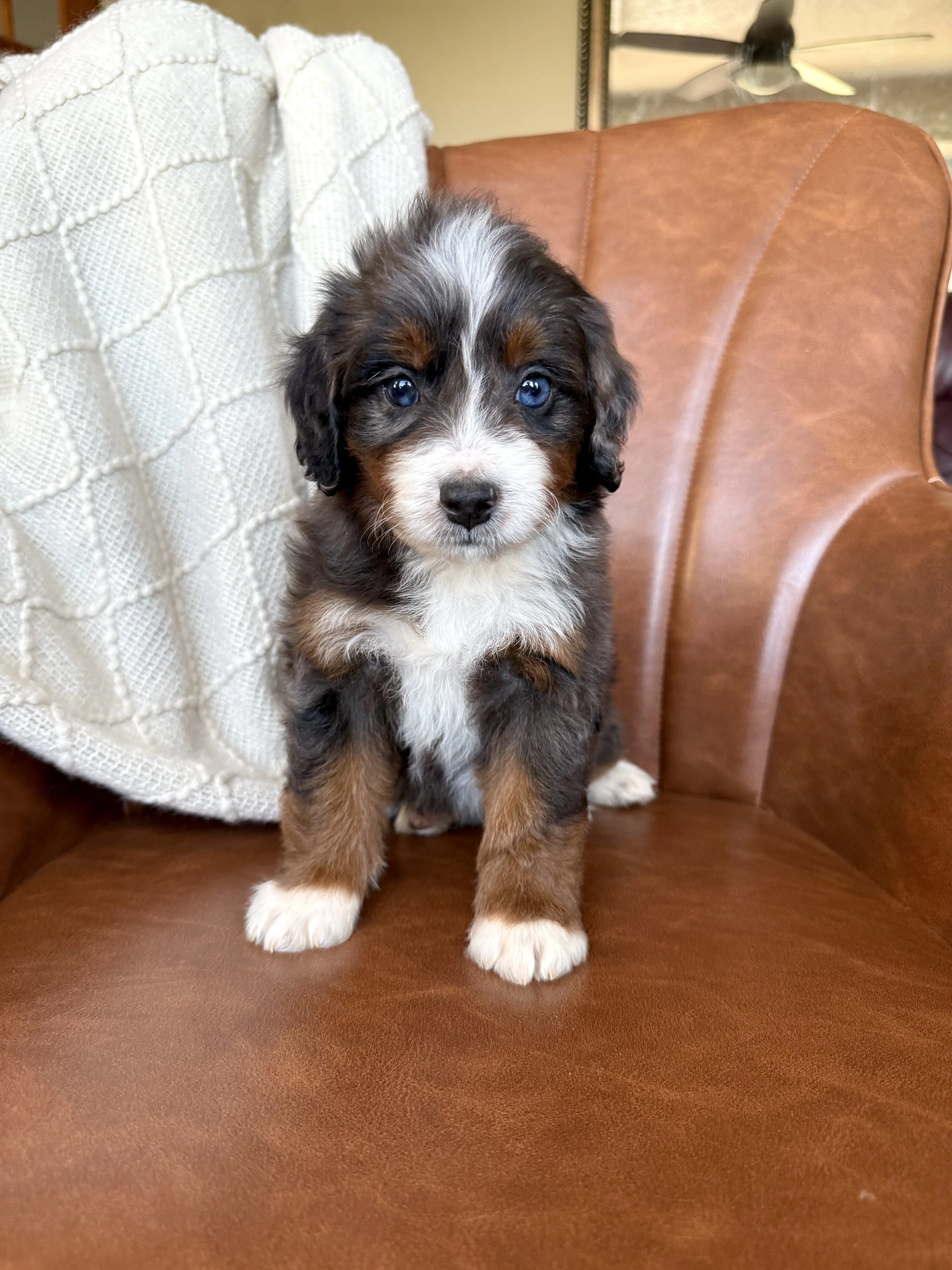 merle tri colored bernedoodle