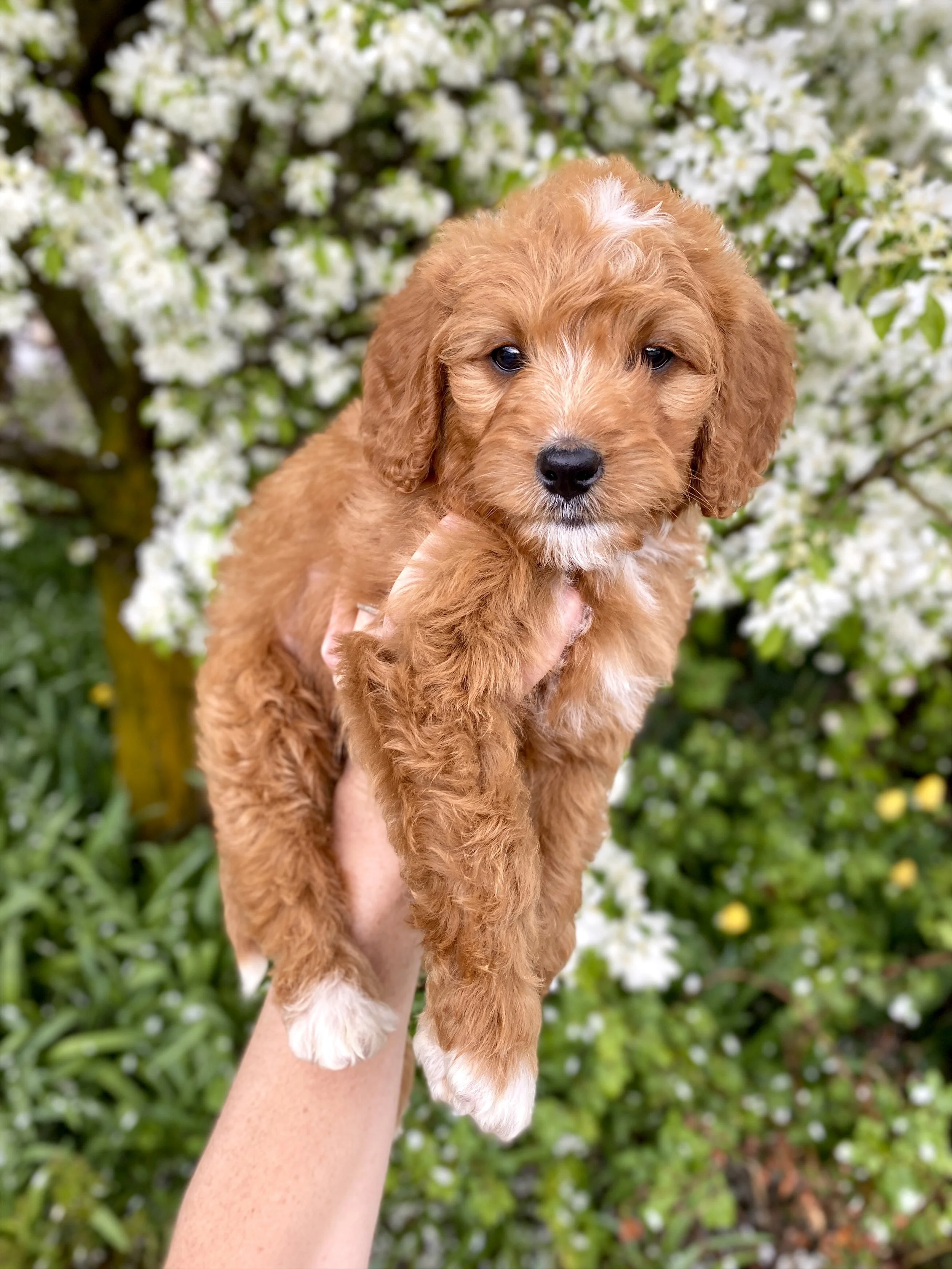 red mini bernedoodle