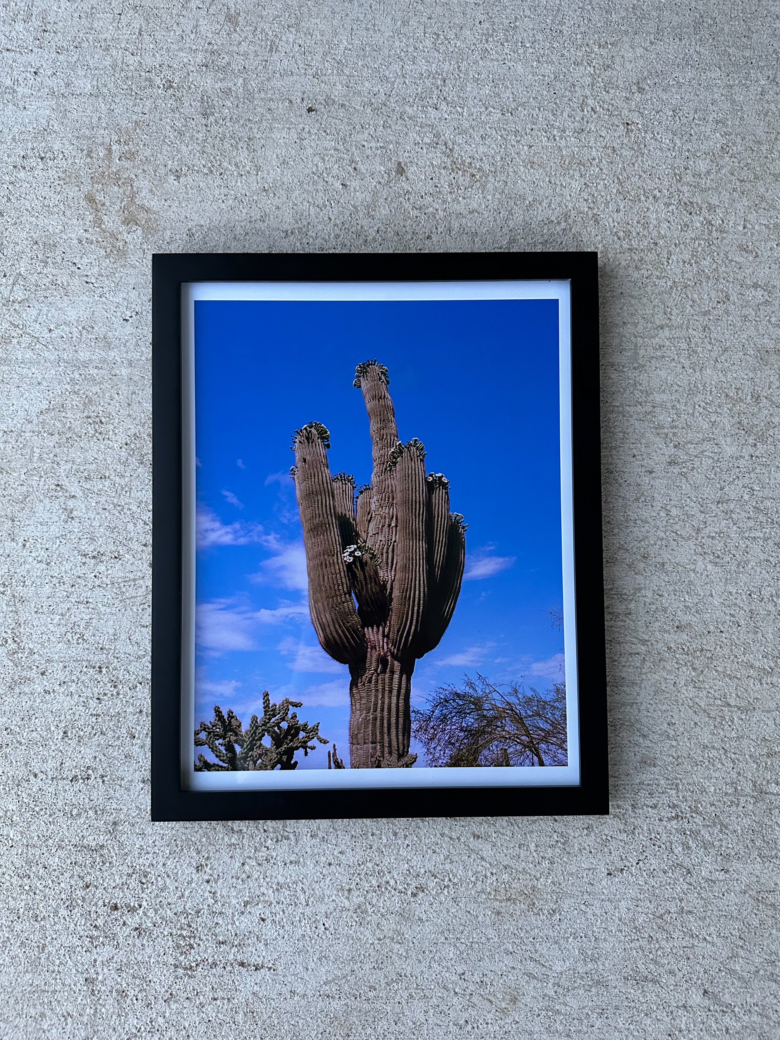 blooming saguaro