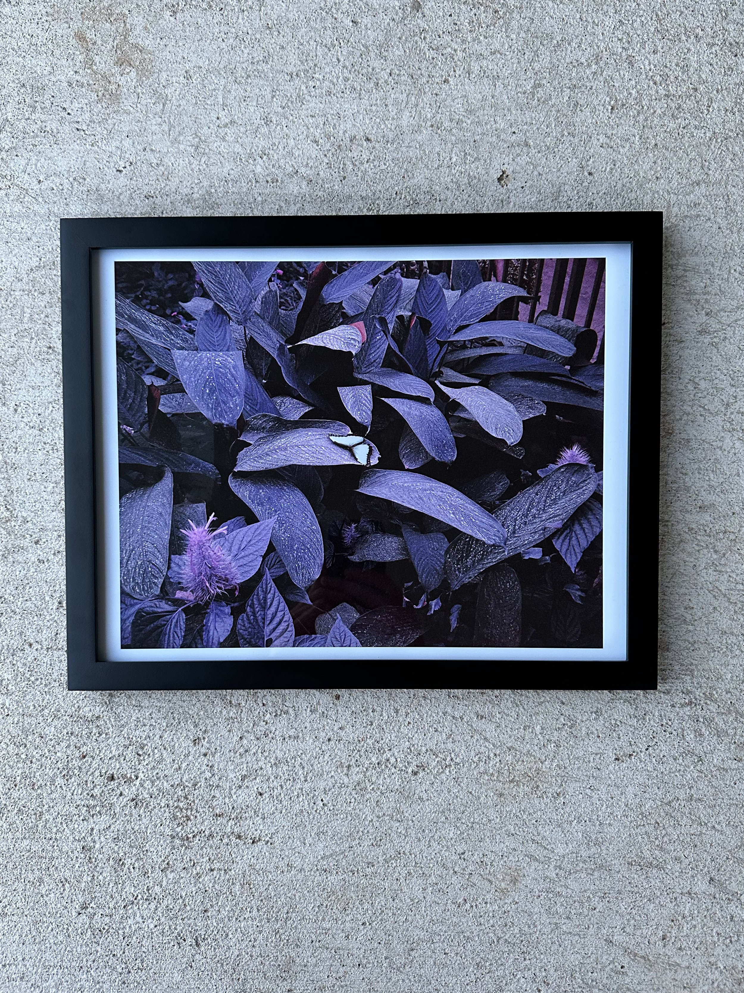 purple pedestal