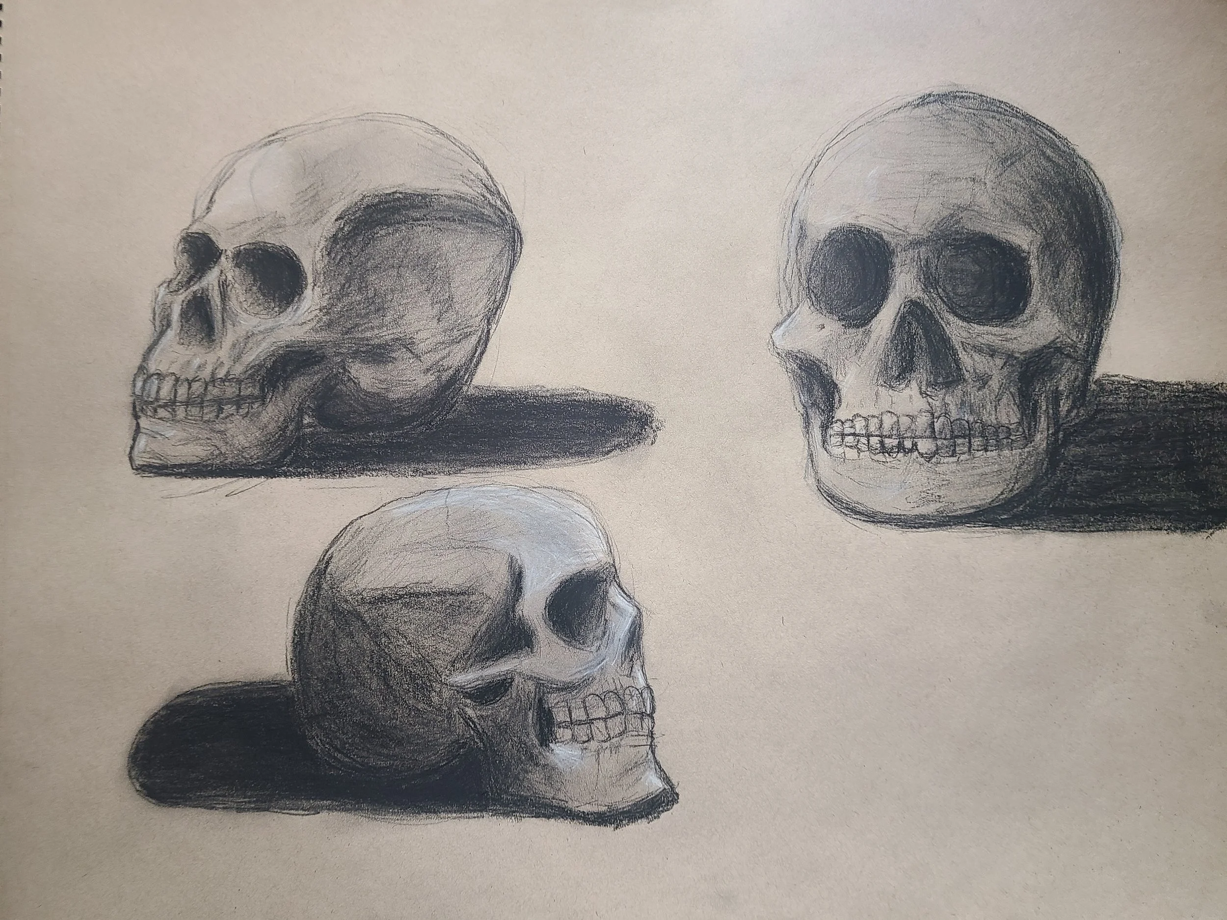Skull Studies