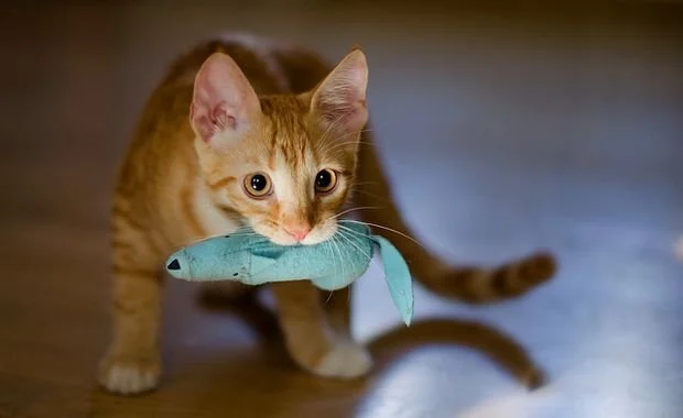 orange cat playing with toy at cat hotel avon ct