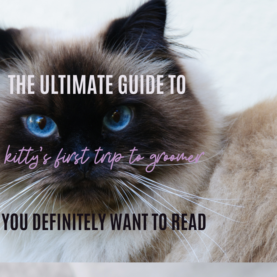 Should You Shave Ragdoll Cats The Ultimate Guide