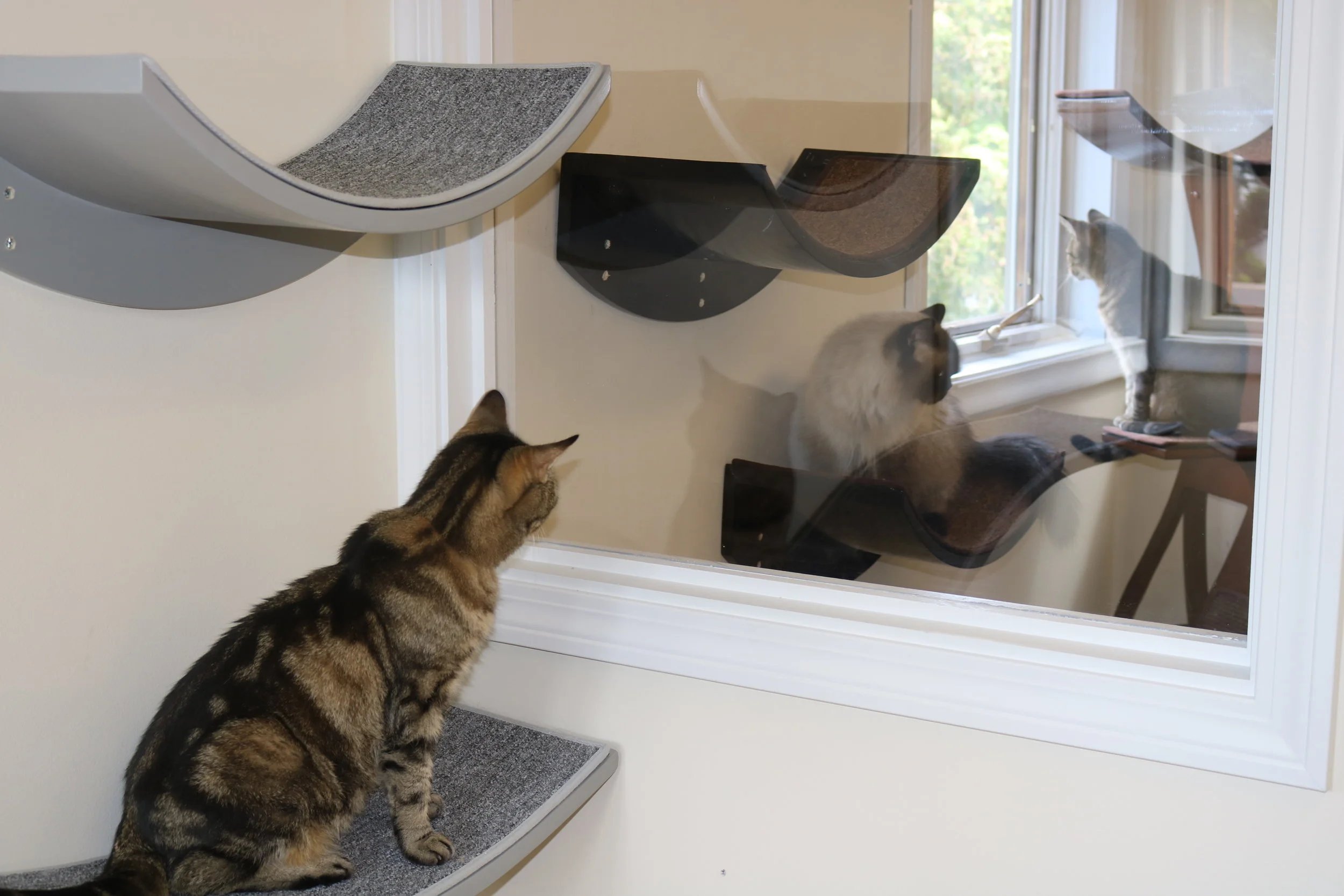 Cat Boarding — Cat's Meow Resort | Luxury Cat Boarding & Grooming in ...