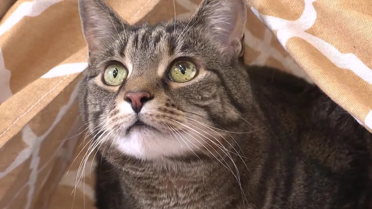 Cat hotel offers purr-fect accommodations for feline friends