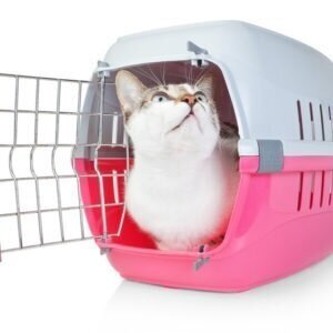 Kitty crate discount