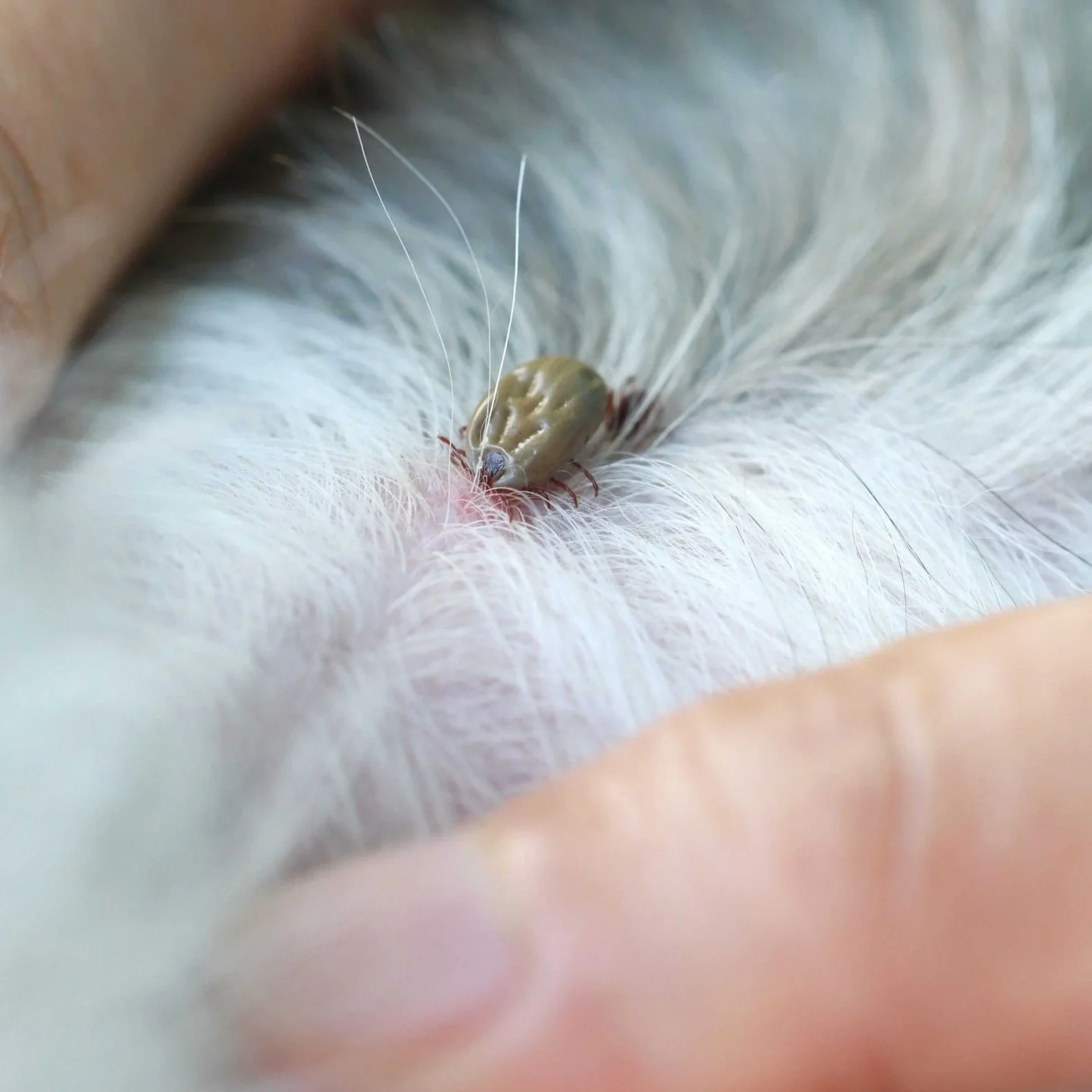 Illustration of Flea And Tick Prevention For Cats With Flea Tolerance