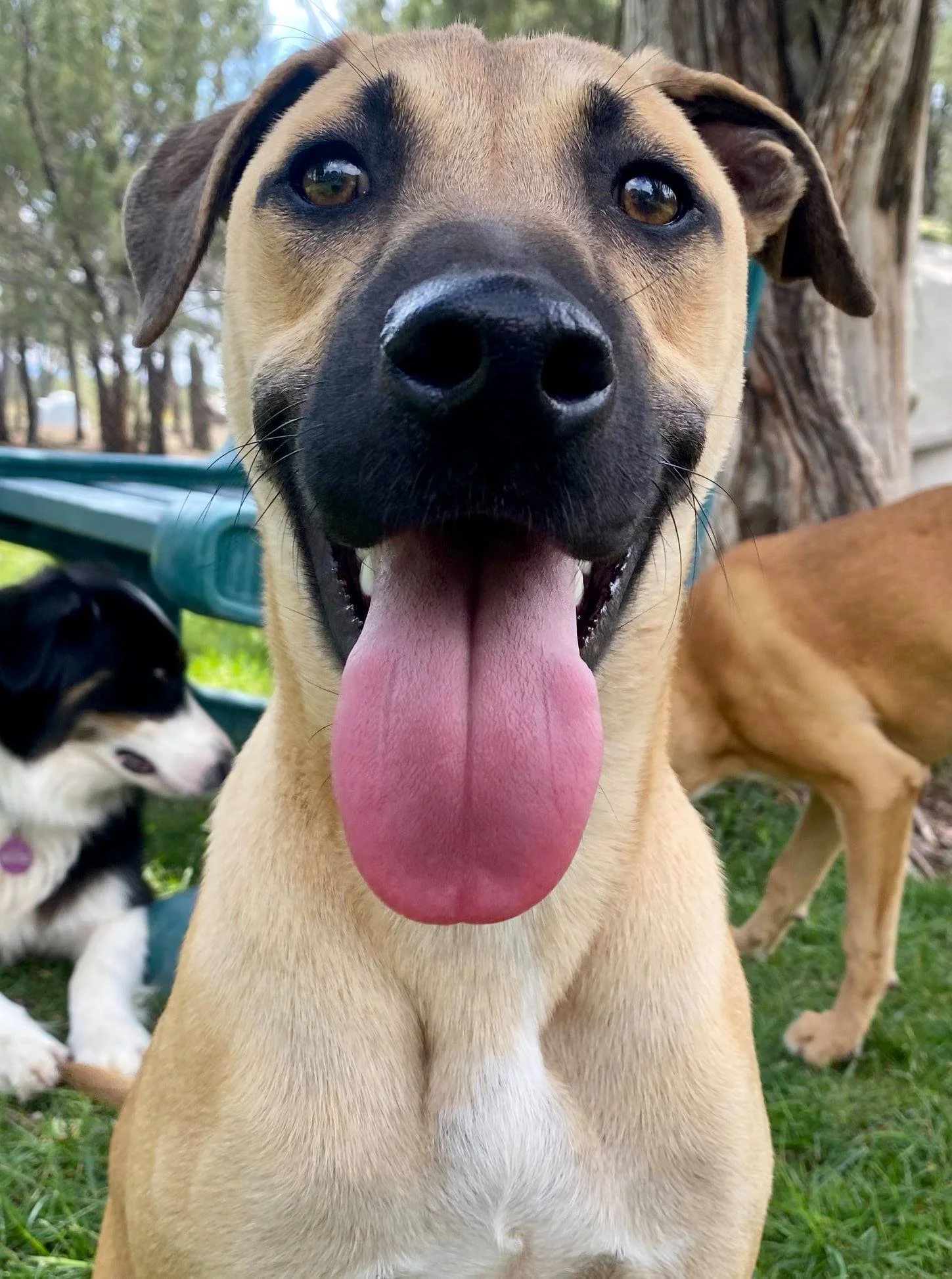 Close-up of a happy tan dog with a black nose and tongue hanging out, outdoors in a park with trees and other dogs in the background.