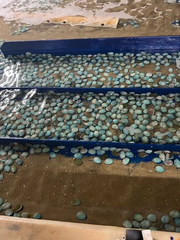 Food and Fibre Ocean Beach tour with Coin South NZ.jpg