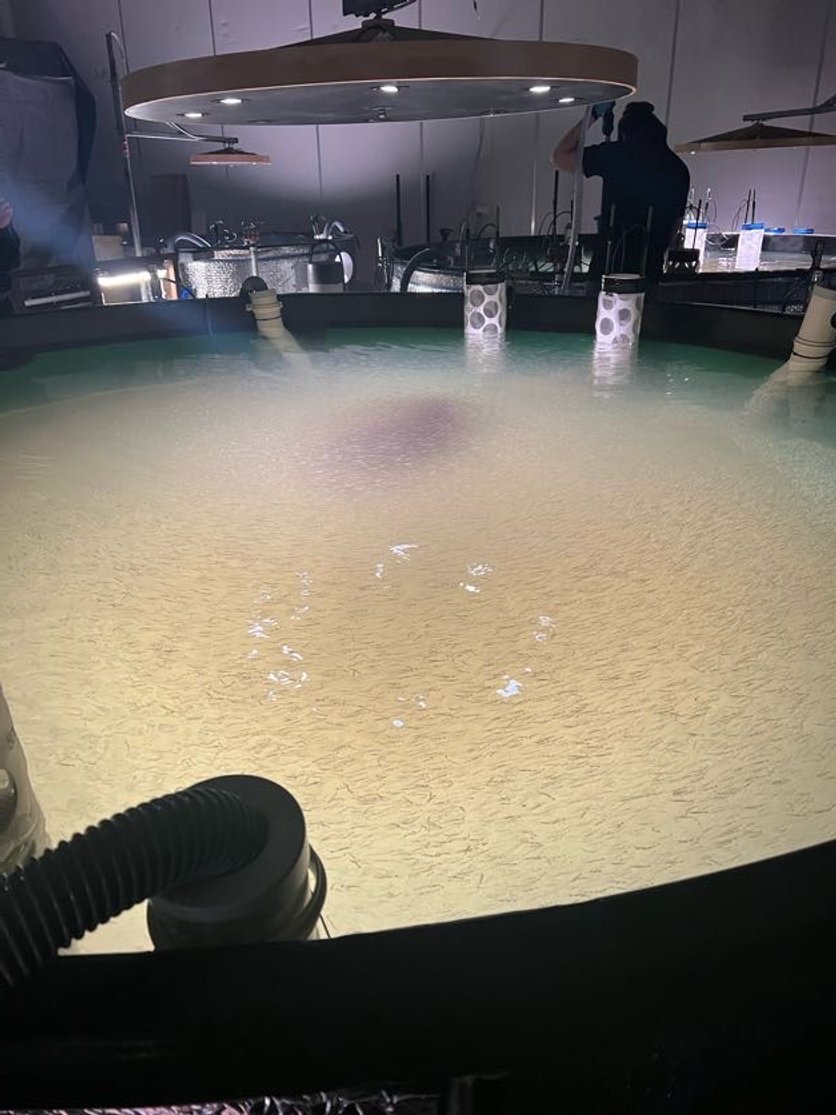 Food and Fibre Innovators Southland NZ Ocean Beach Aquaculture.jpg