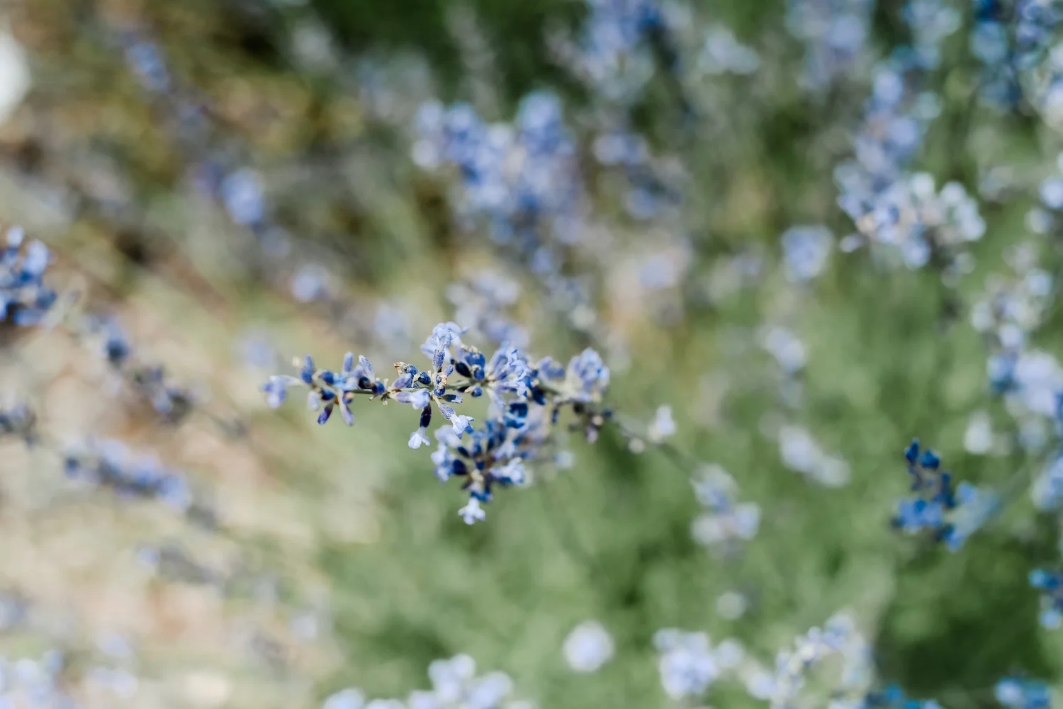Close-up of lavender in bloom