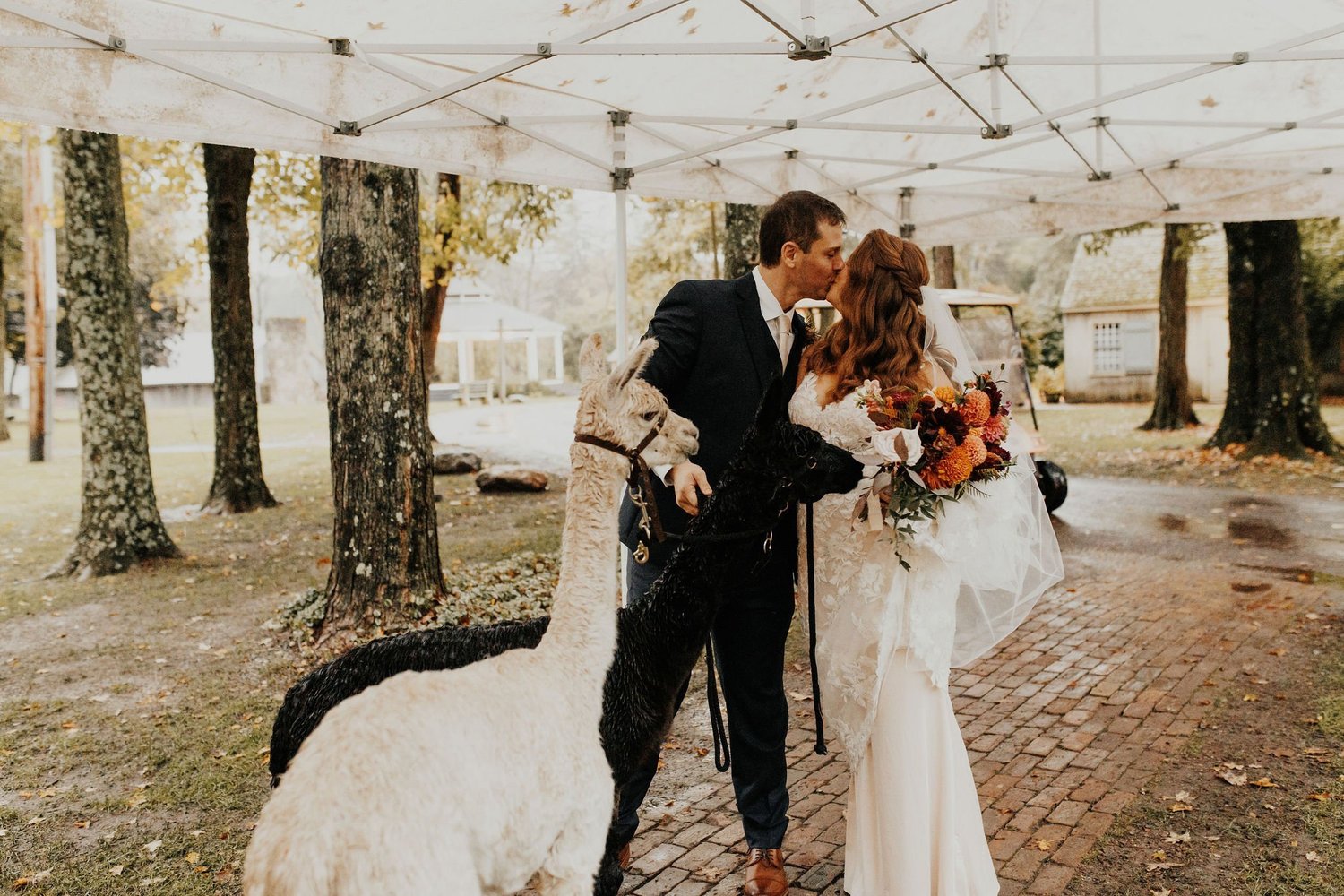 Bride and groom kissing beside two alpacas at a historic landmark wedding