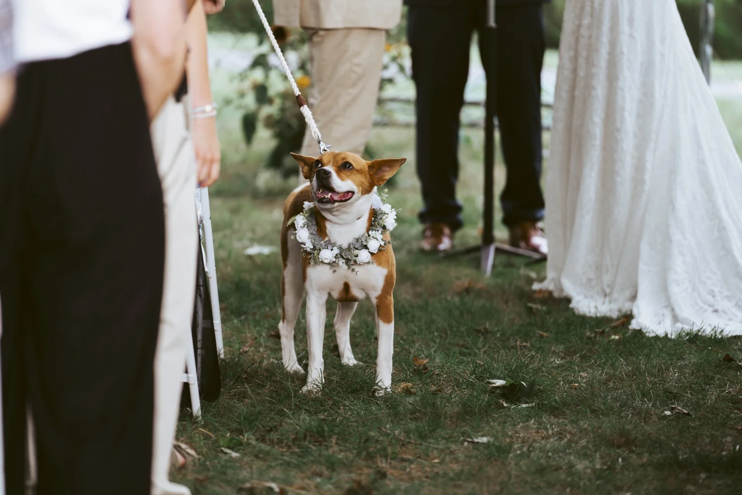 Dog walking down the aisle at an outdoor wedding ceremony