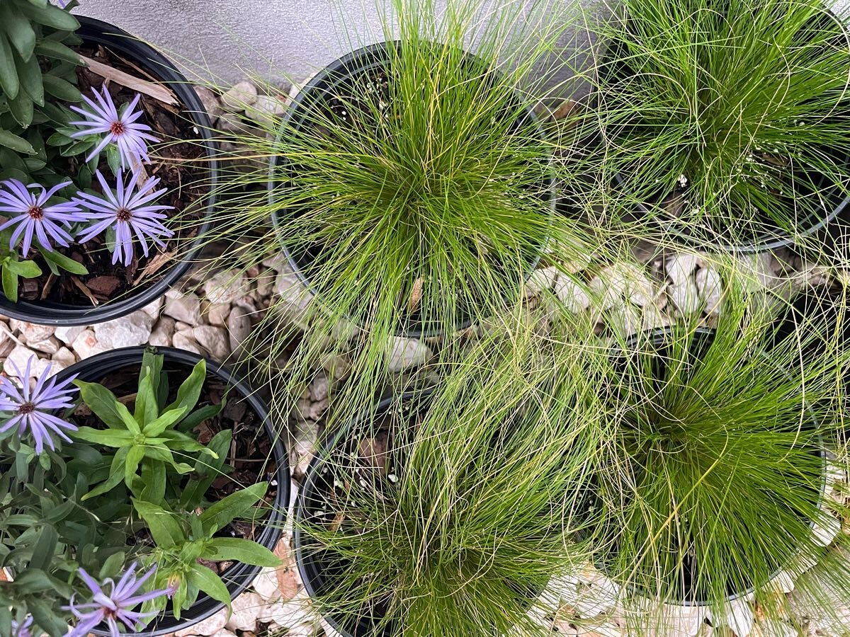 Plants are organized and ready for install at our Brentwood project site! 🌿✅

#austinlandscape
#austinlandscapedesign 
#plantingday