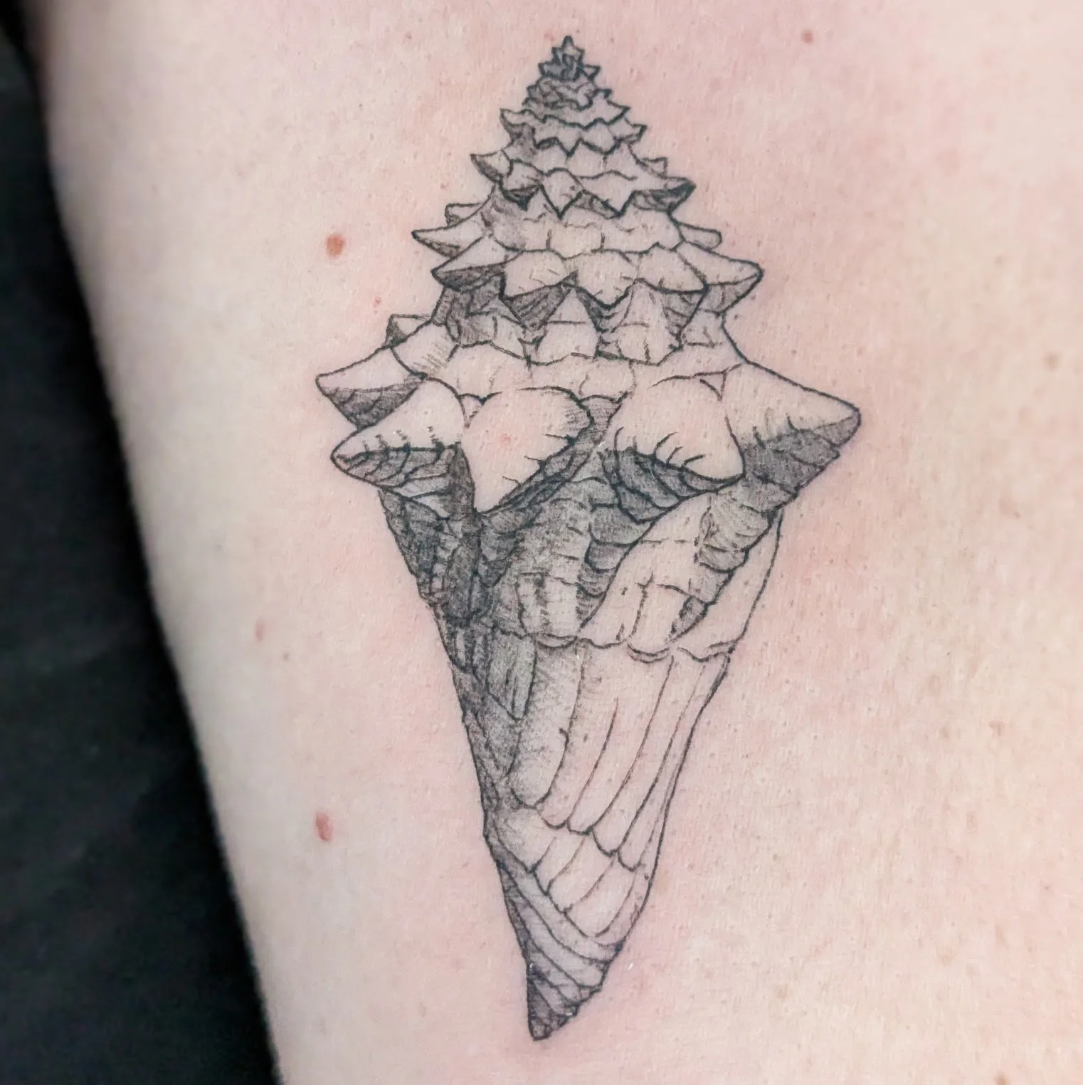 a delicate tattoo of a shell on caucasian skin, tattooed by Carlyn Crispell of Goat Witch Tattoo, a tattoo shop in Boulder, Colorado