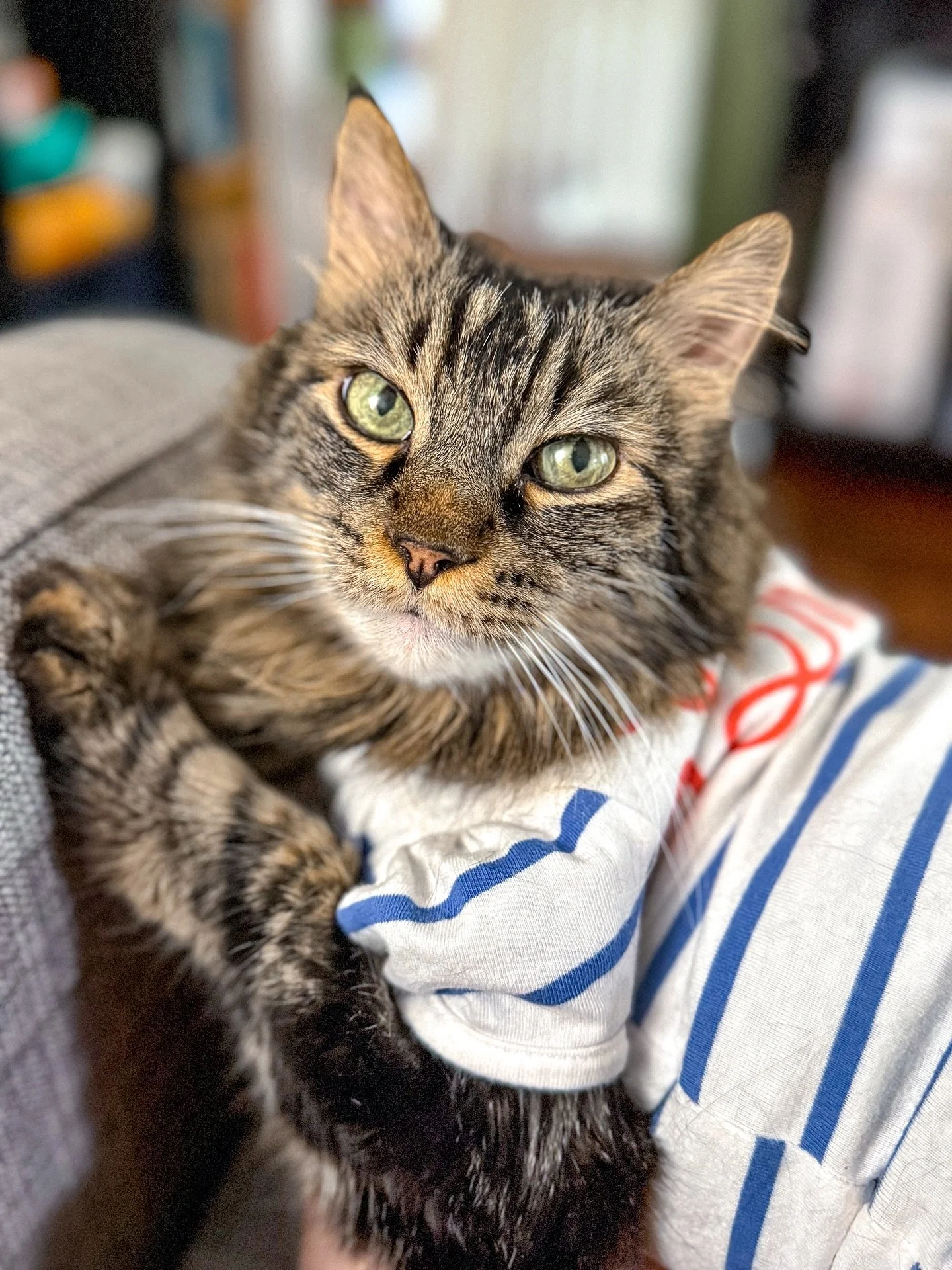 Oh my Huey boy, he was diagnosed as diabetic in 2023 and we&rsquo;ve been on a long road since then trying to level out his glucose. After a particularly poor glucose test at the vet in mid June, we decided to try something new a freestyle Libre gluc