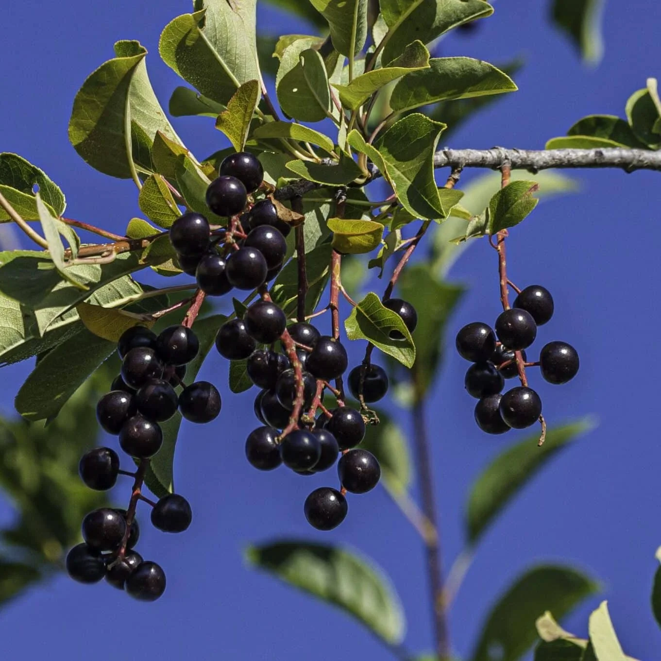 Chokecherry bush.jpg