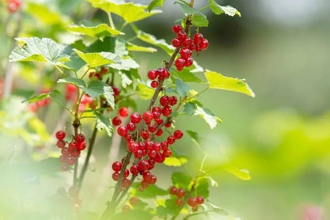 Currant Bush.jpeg