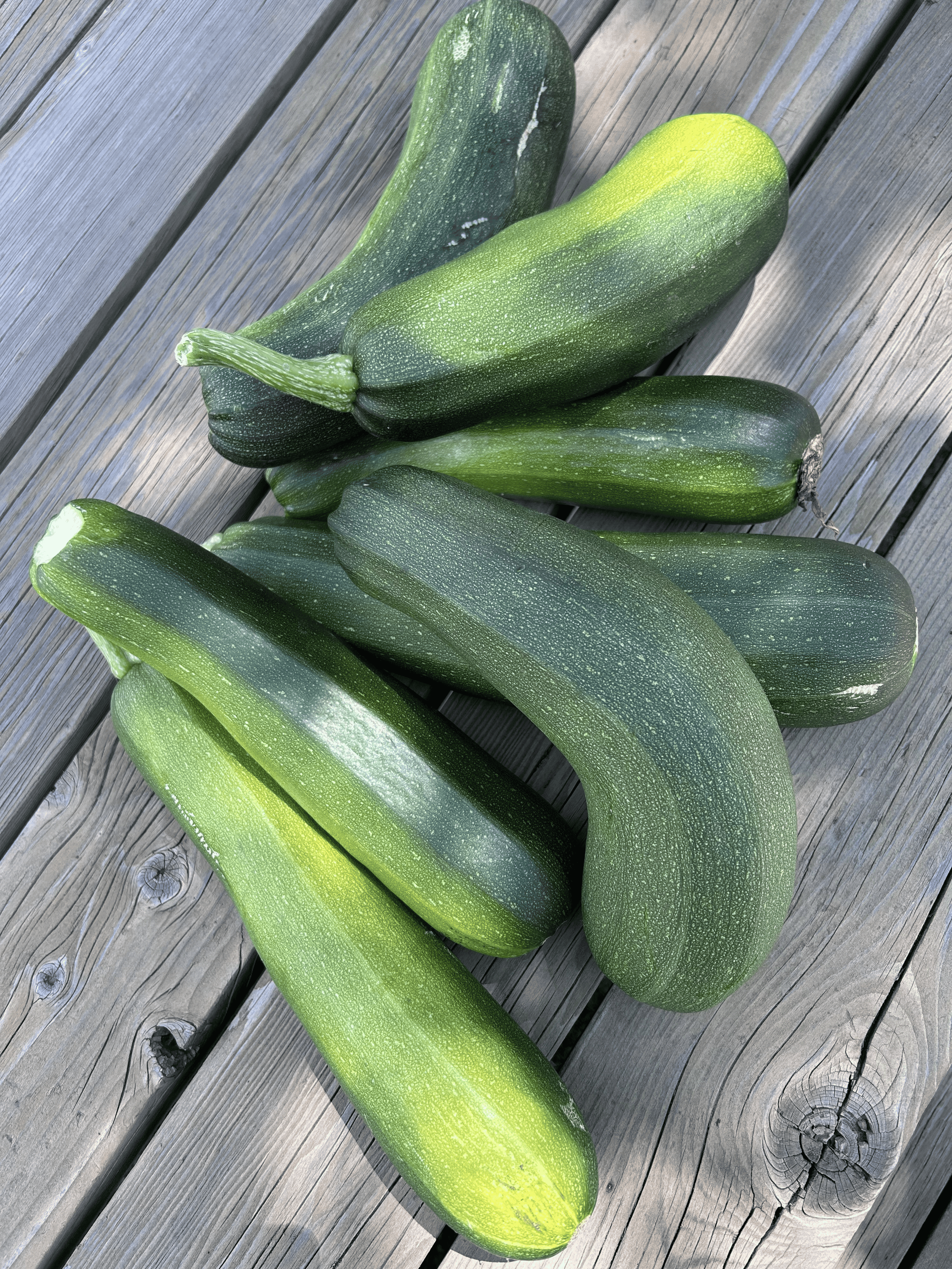 Zucchini 01.png