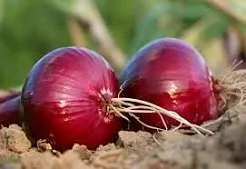 red onion.jpeg
