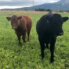 Thunder Road Farm Grass-Finished Beef