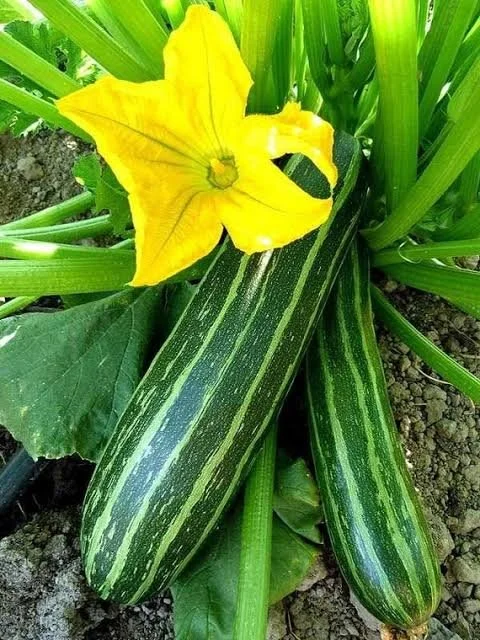 zucchini3.jpeg
