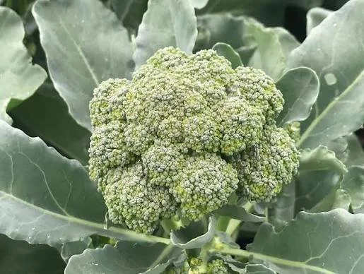 Broccoli