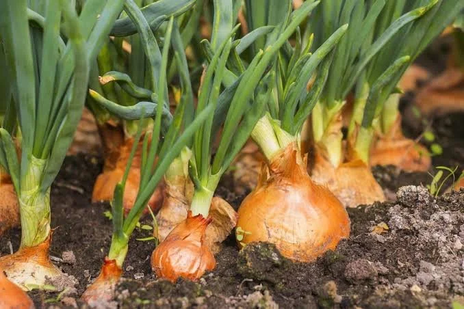onion.jpeg