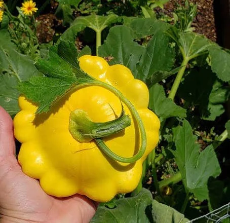 Patty Pan Squash