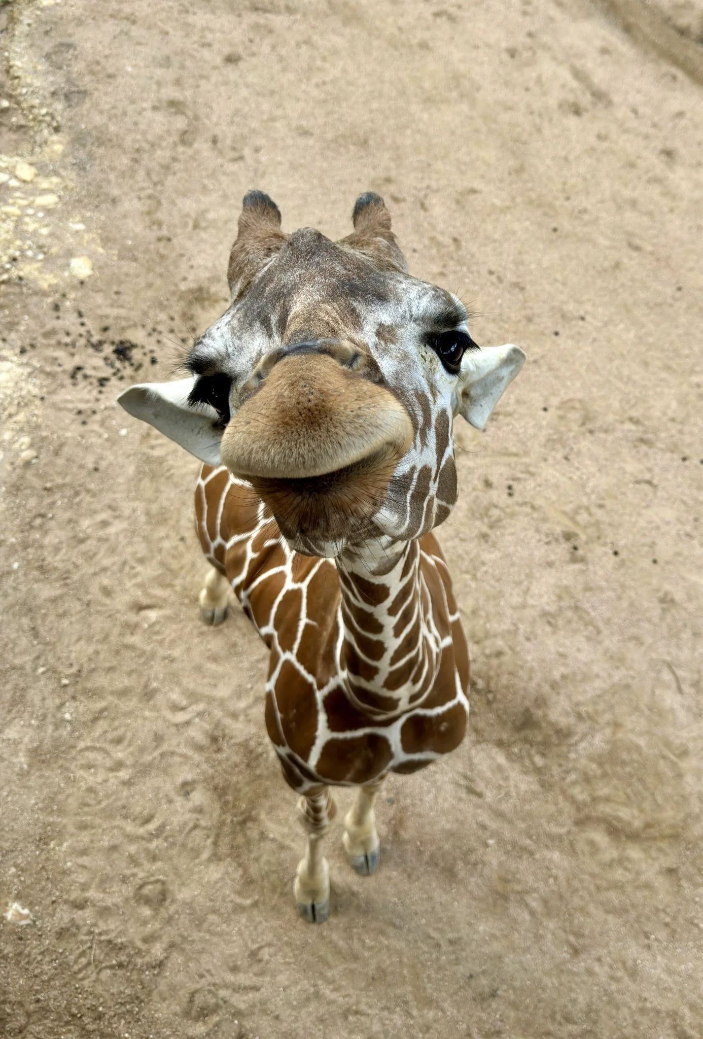 By the San Antonio Zoo