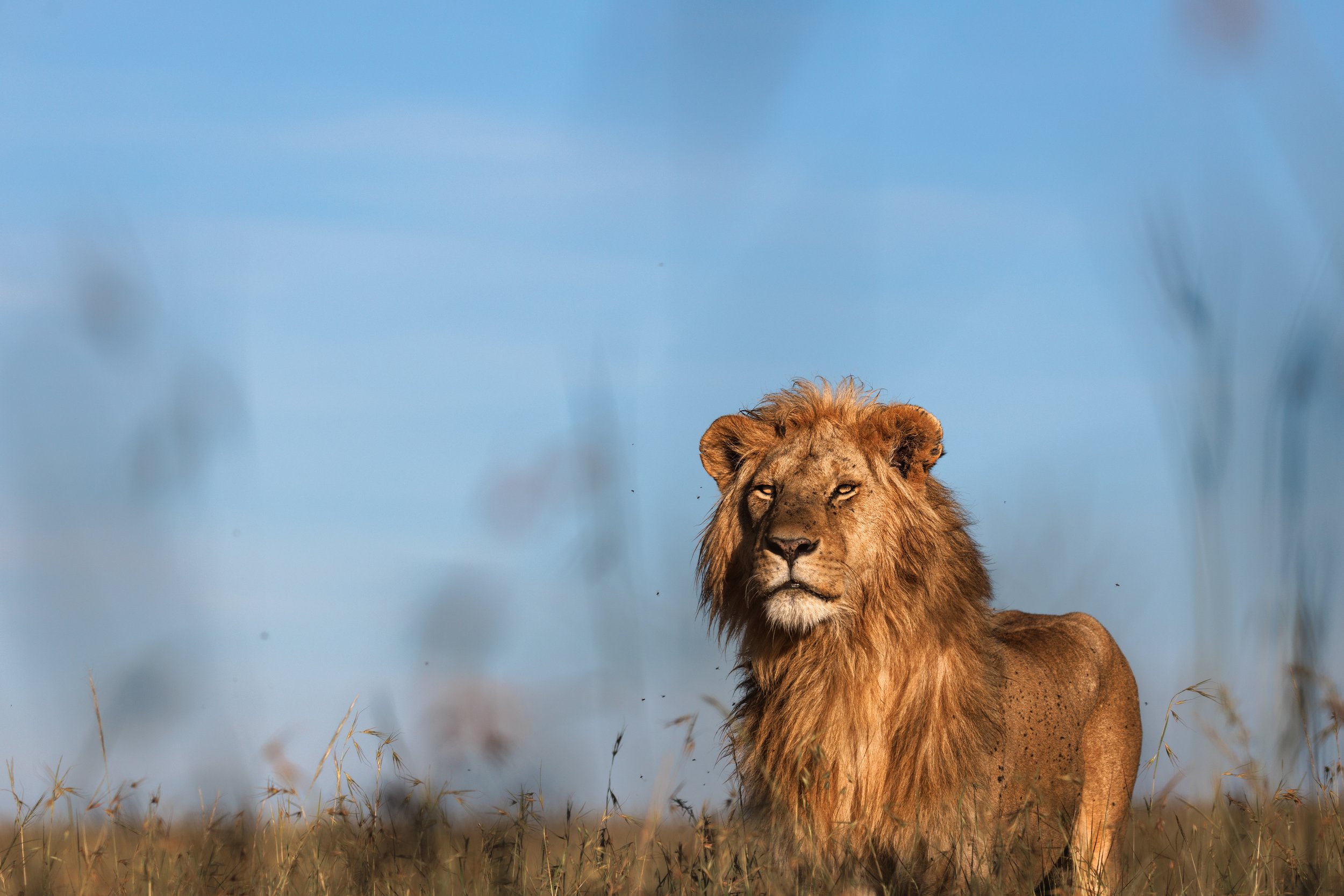 Why Your First African Safari Should Be Kenya (Not Tanzania or Botswana)