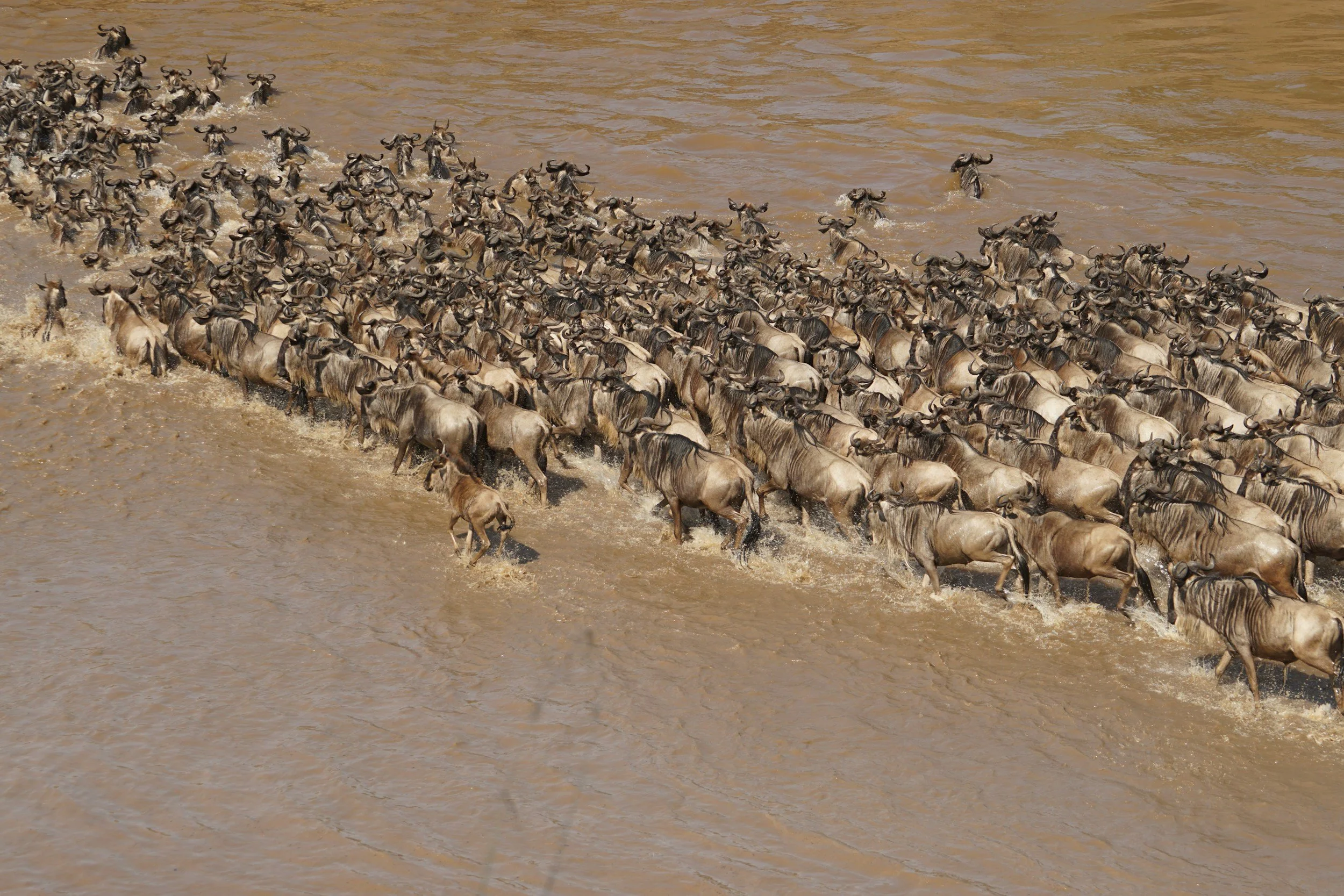 The Great Migration: A Luxury Guide to Witnessing the Maasai Mara at Its Peak