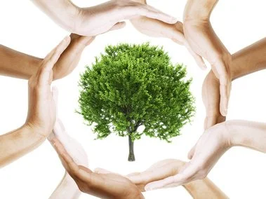 Wellbeing Workshop in Raglan placing their hands around a tree, symbolizing connection, mindfulness, and nature.