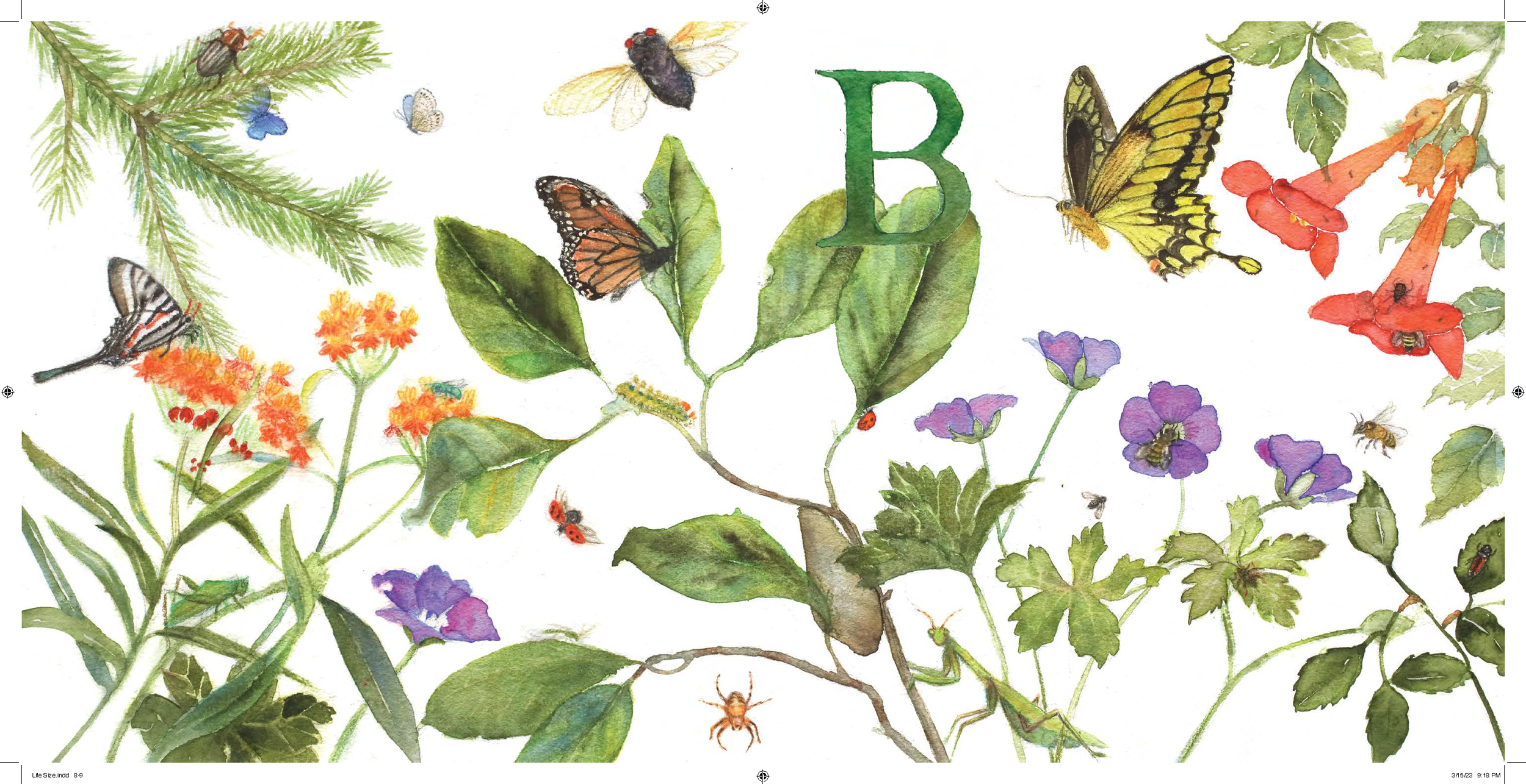 Shirley-Hogg-Watercolor-Artist-Portland-Oregon-A-is-for-Animal-Alphabet-book (4).png