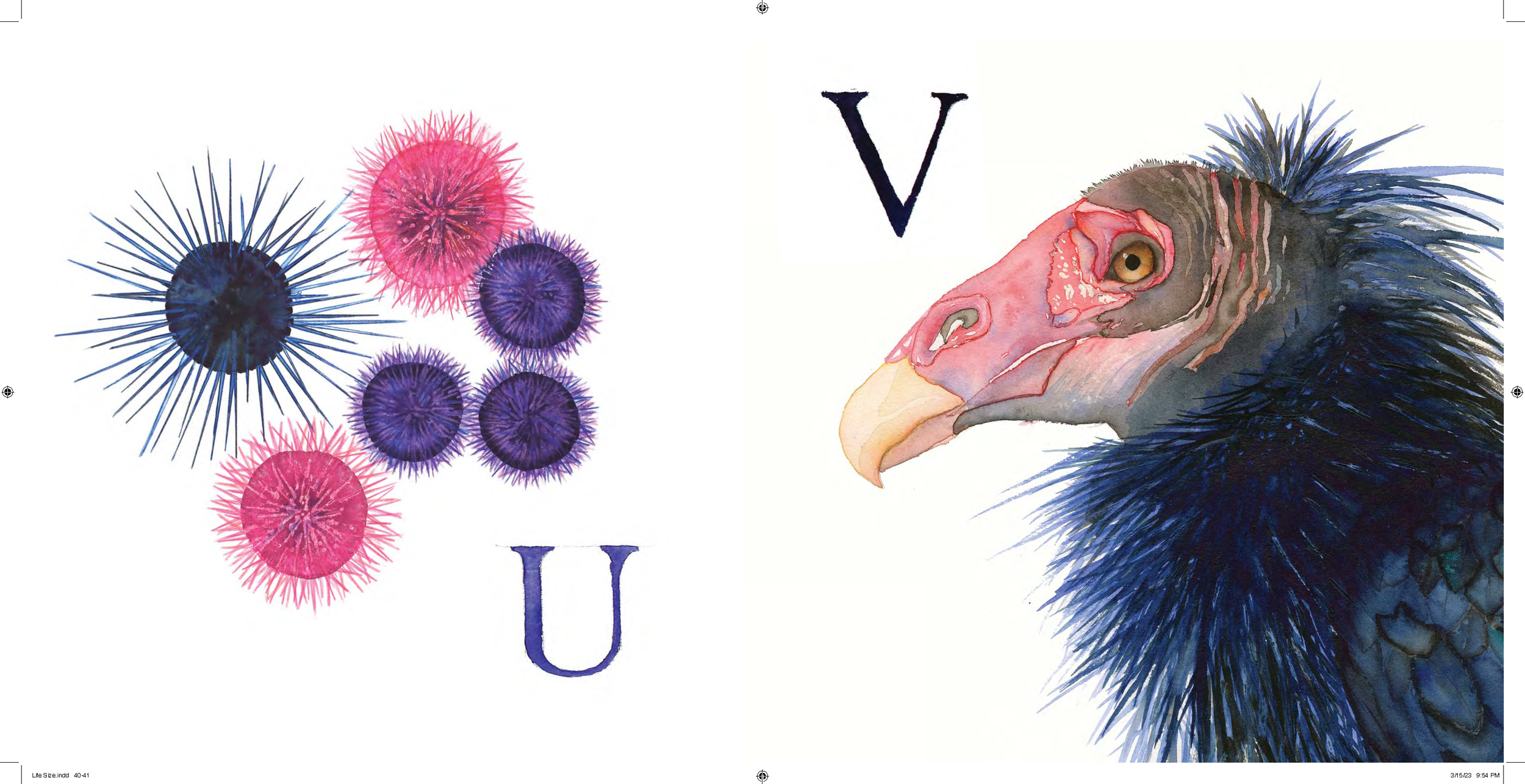 Shirley-Hogg-Watercolor-Artist-Portland-Oregon-A-is-for-Animal-Alphabet-book (20).png