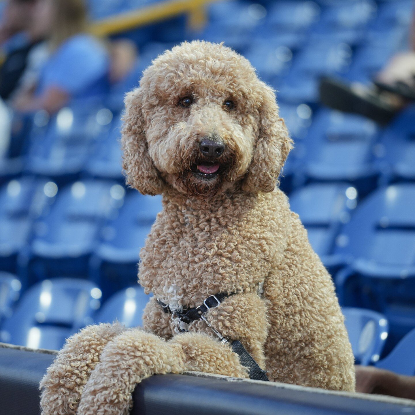 we have the best boy in all of @milb 

happy national pet day, show them some love today for us ❤️