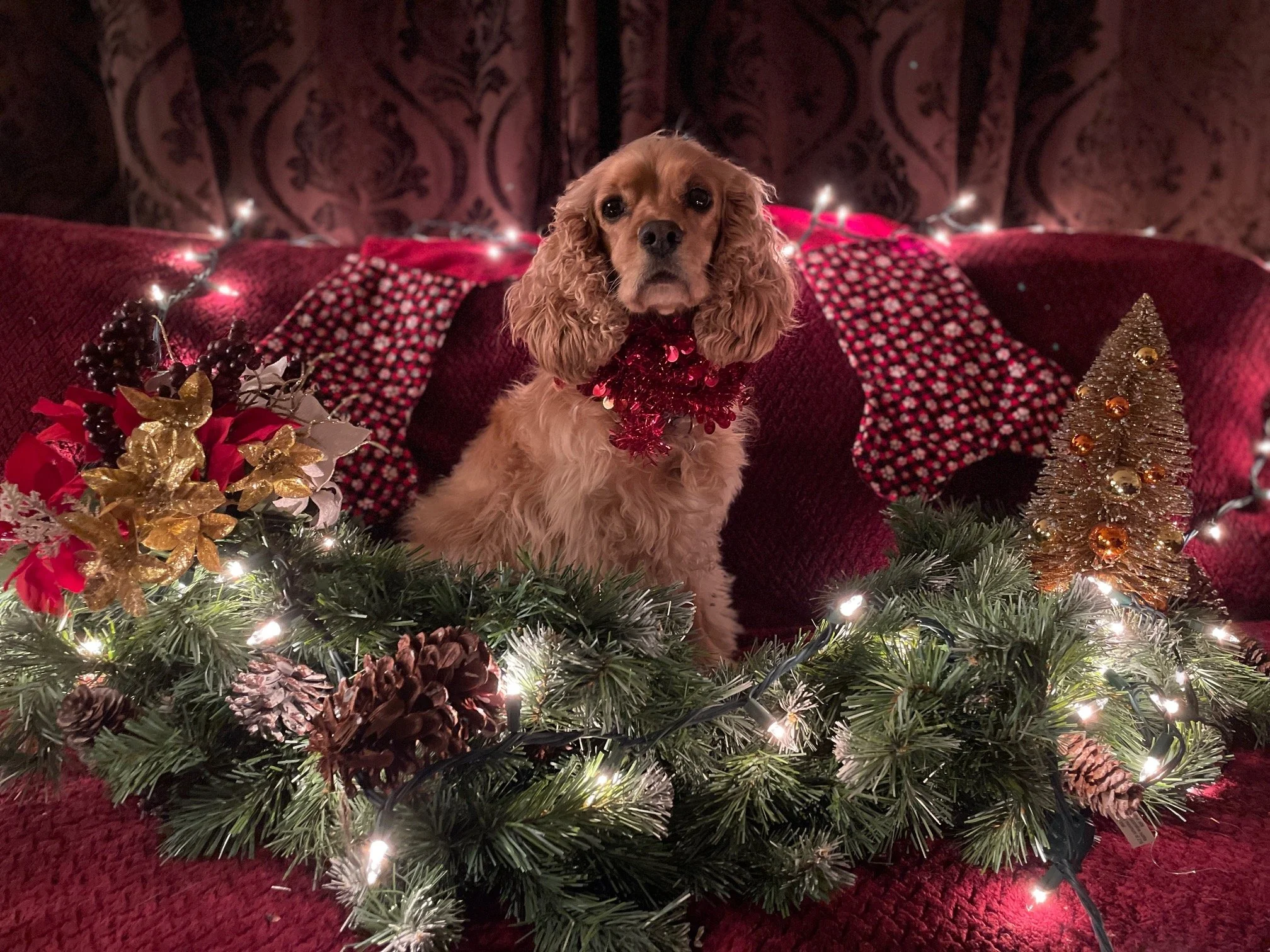 Harper xmas.jpg