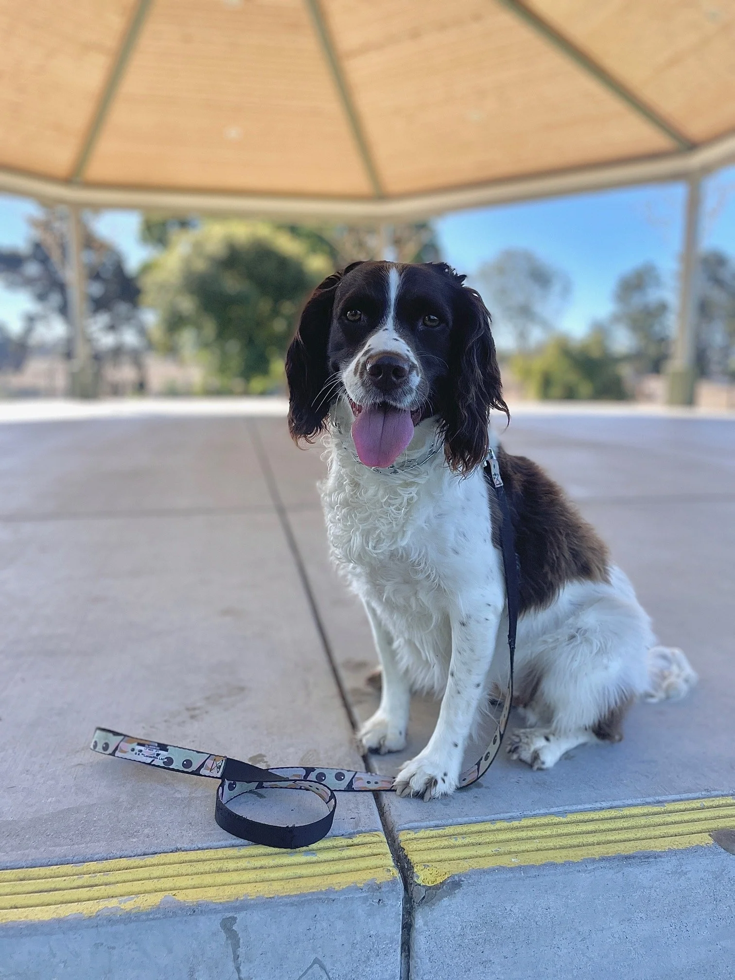Maggie.jpg
