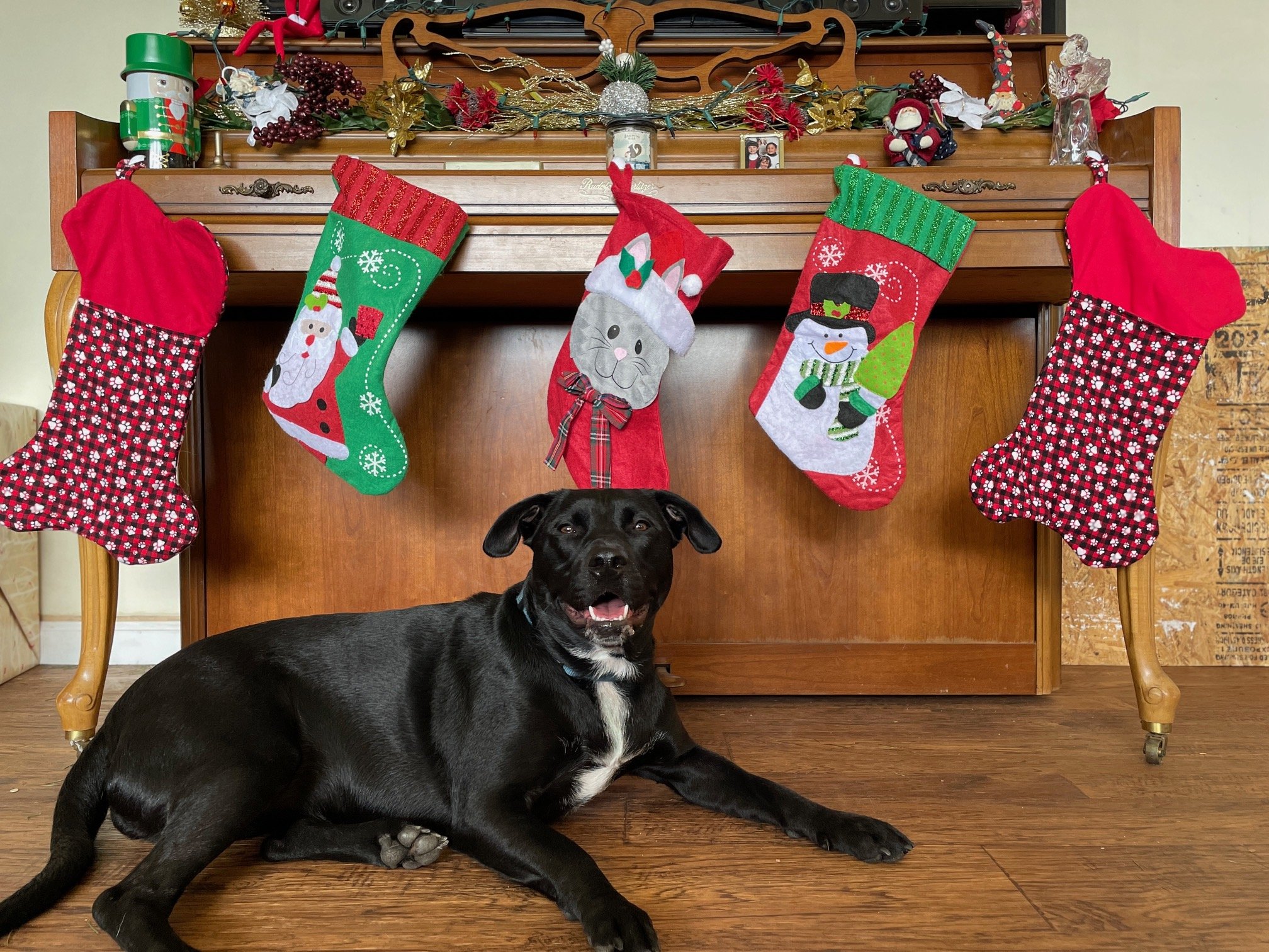 Nova xmas.jpg